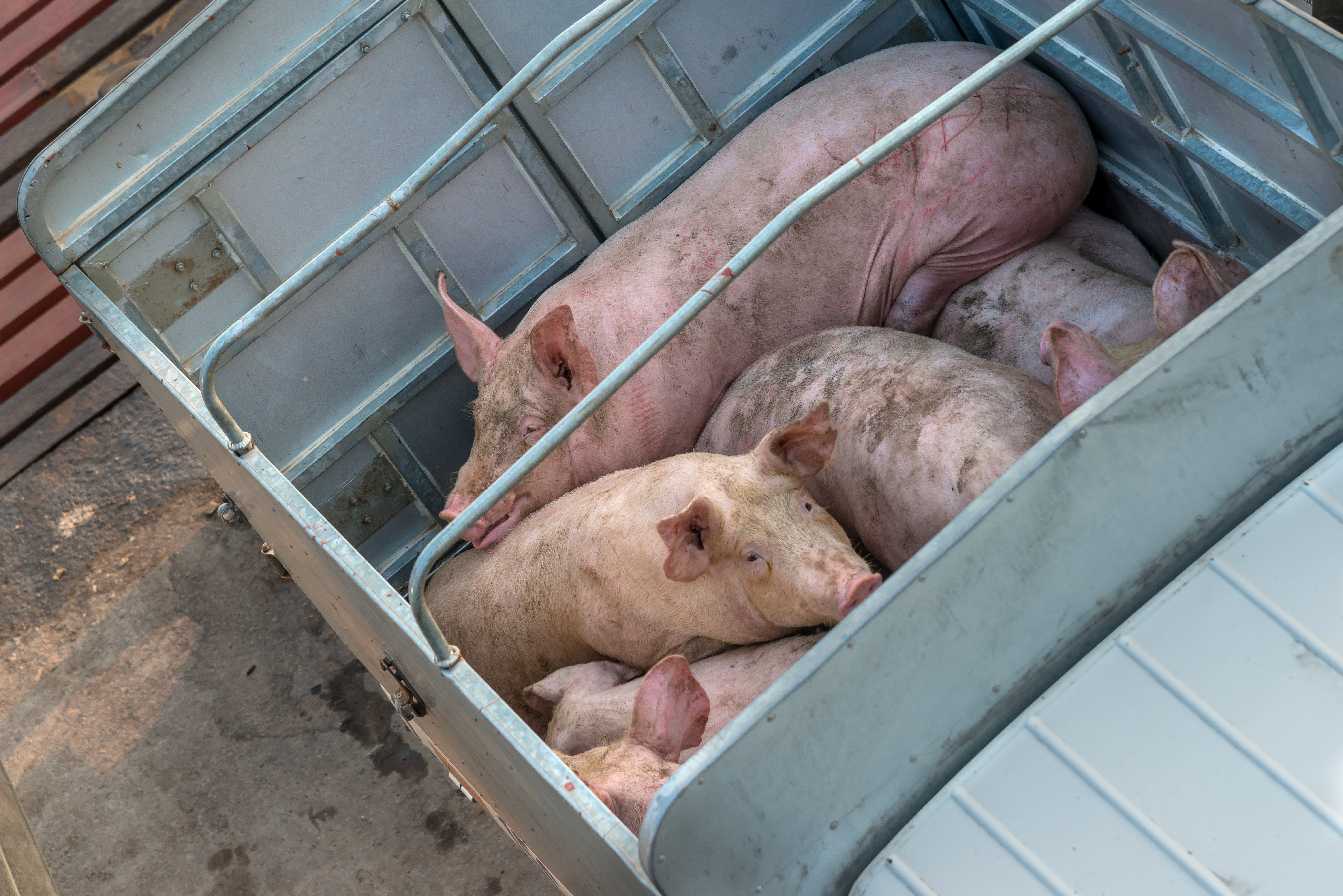 pigs in a truck awaiting slaughter