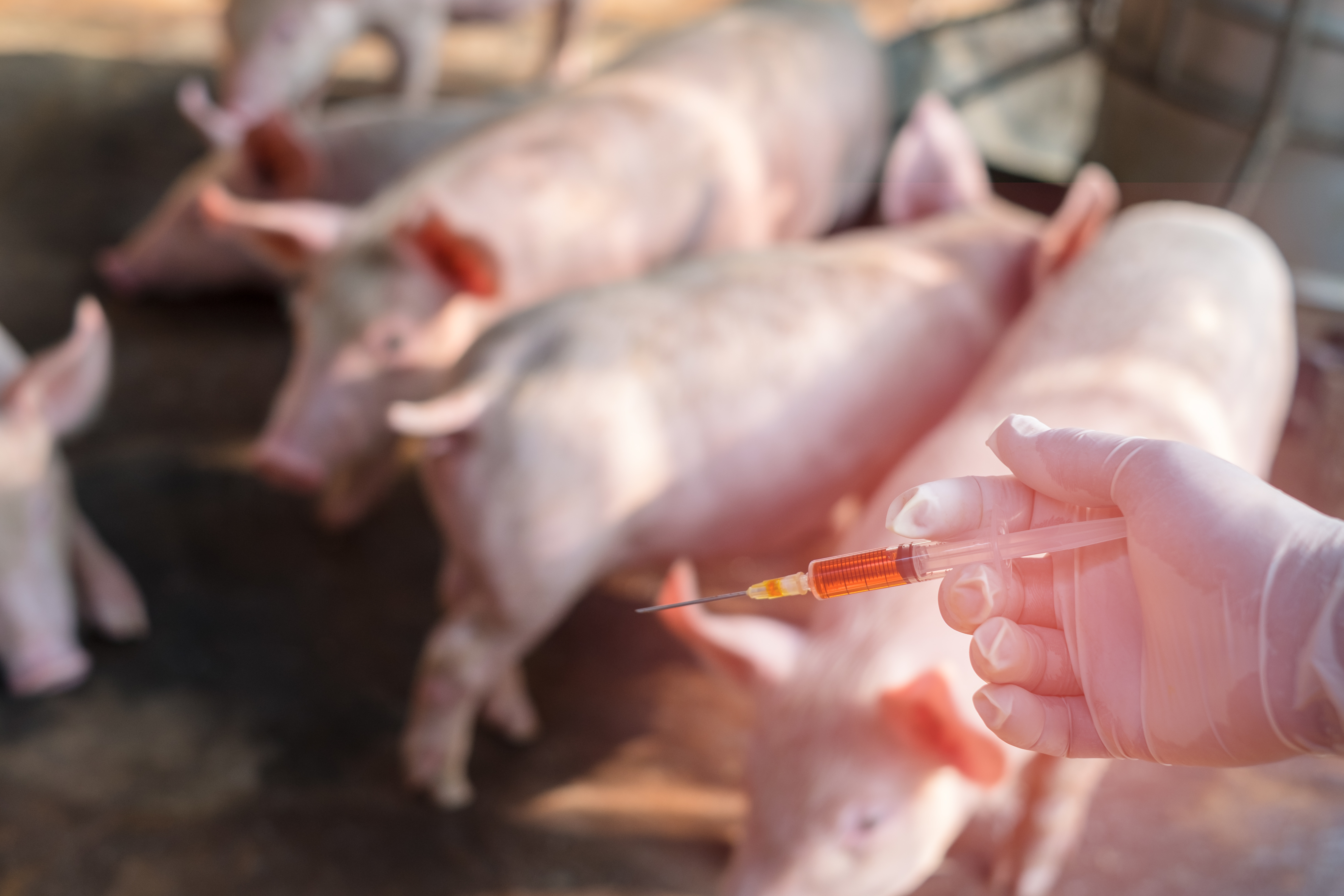 A gloved hand holding a syringe, with piglets in the background