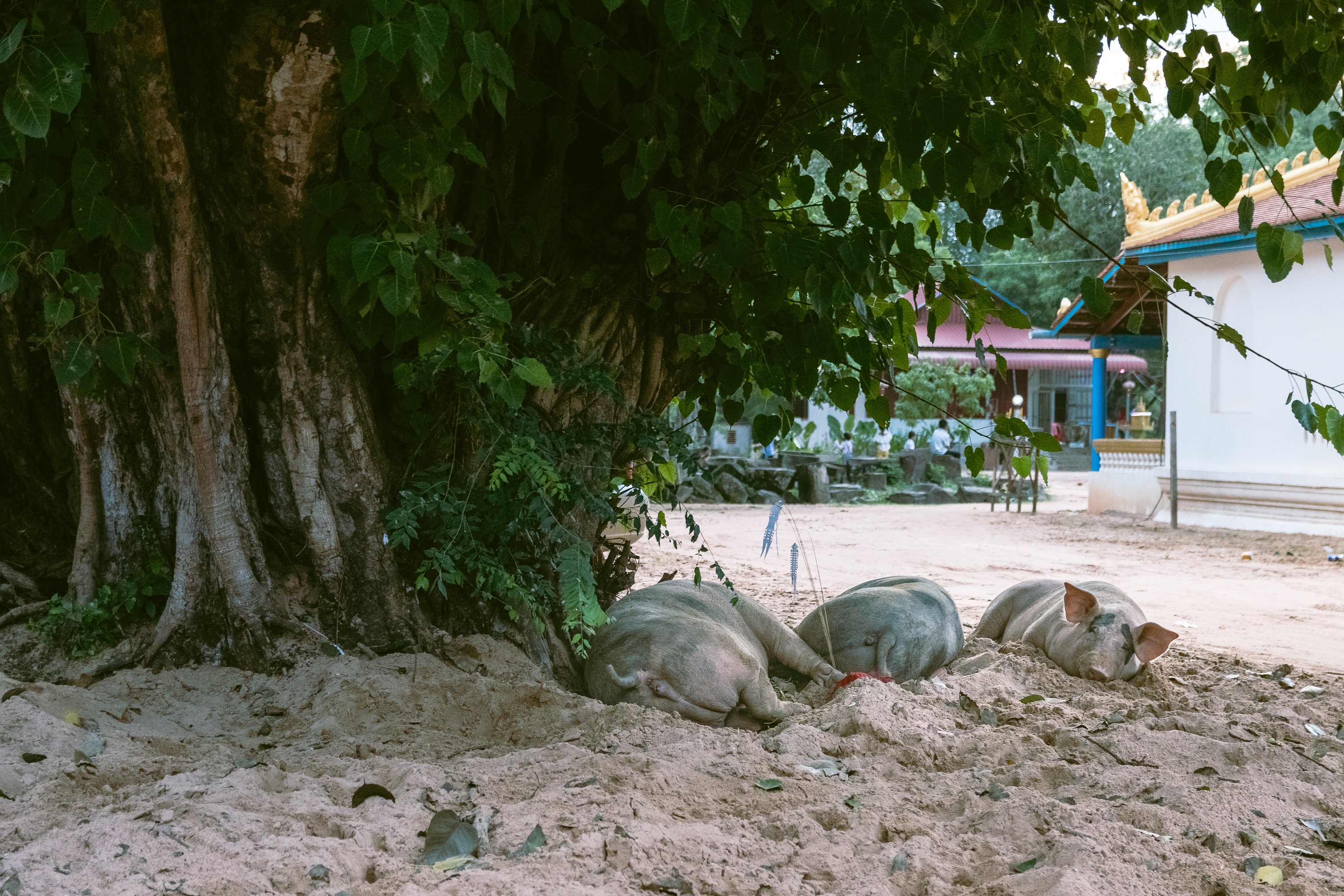 pigs lying under a tree in a street in vietnam