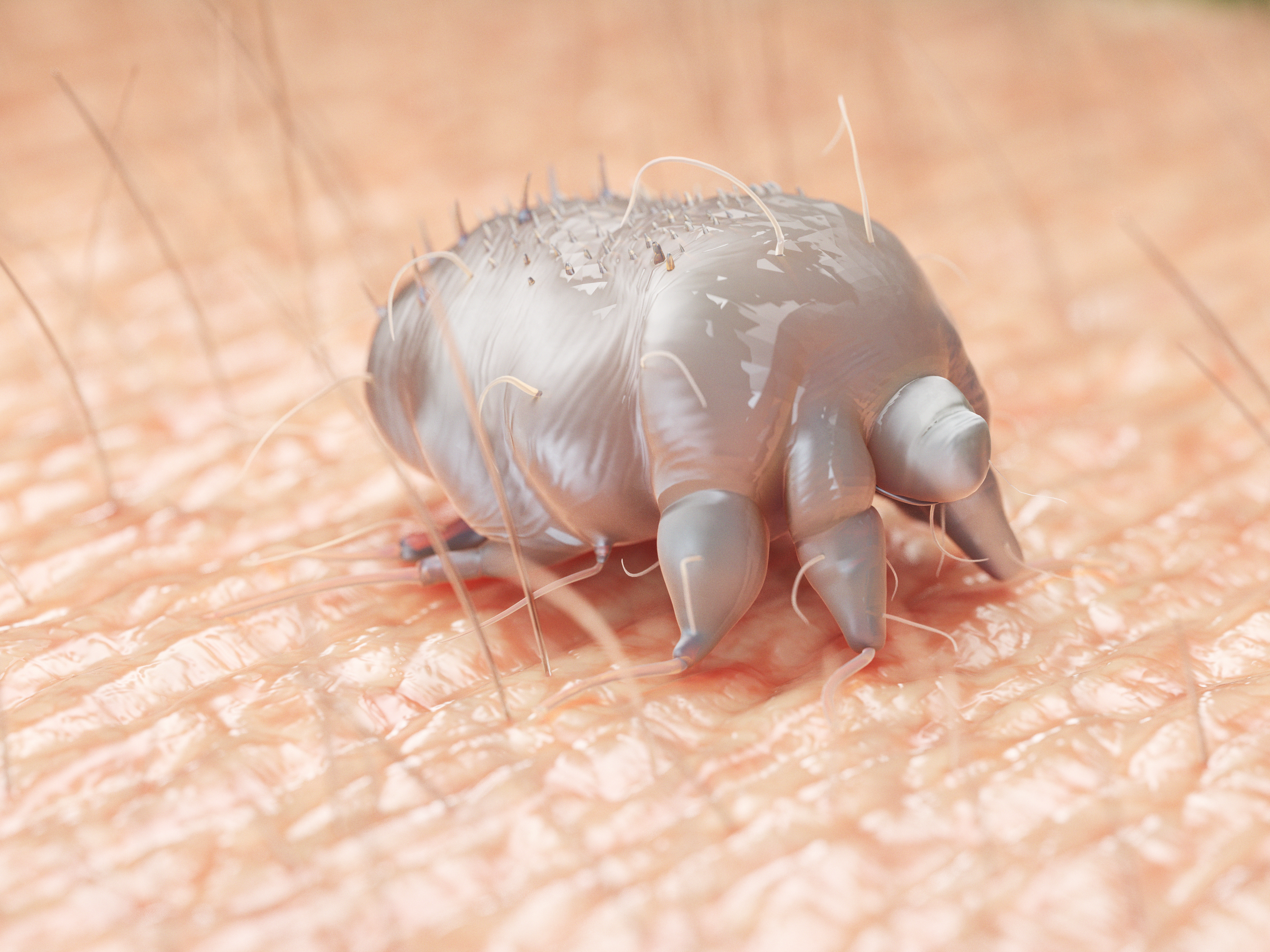 Mange mite (Sarcoptes scabiei var suis)