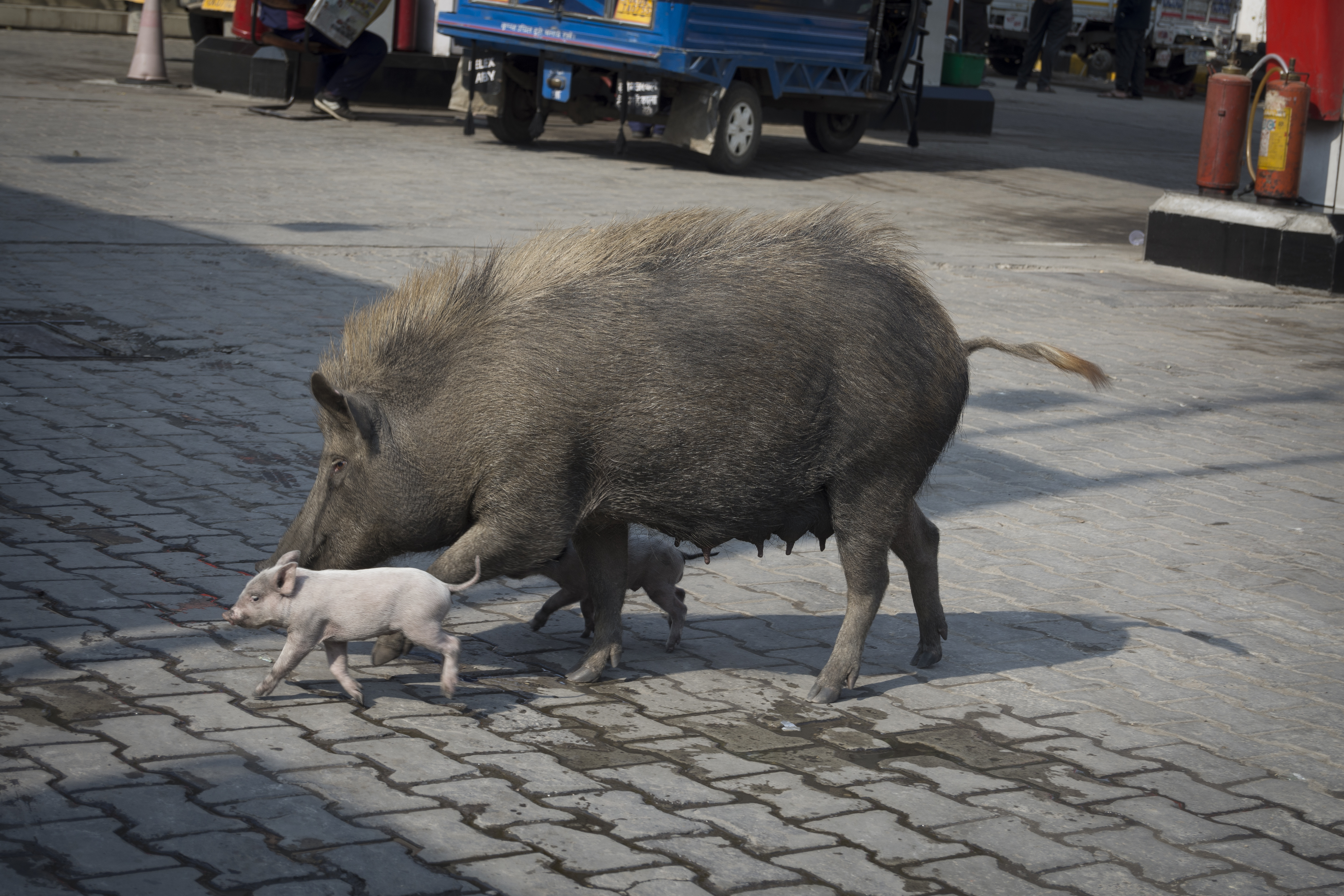sow and her piglets run across a street in a city in India