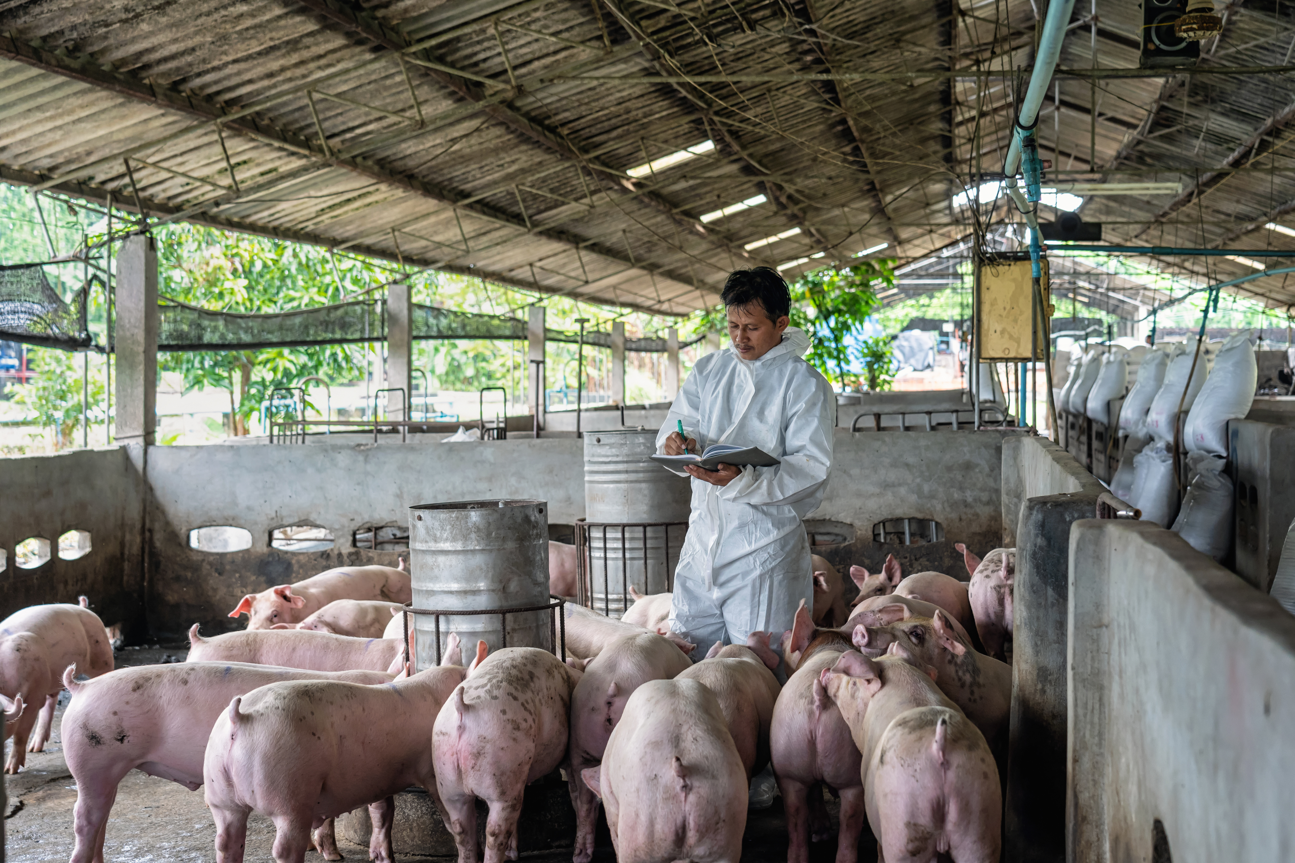 swine vet examines pig herd and takes notes