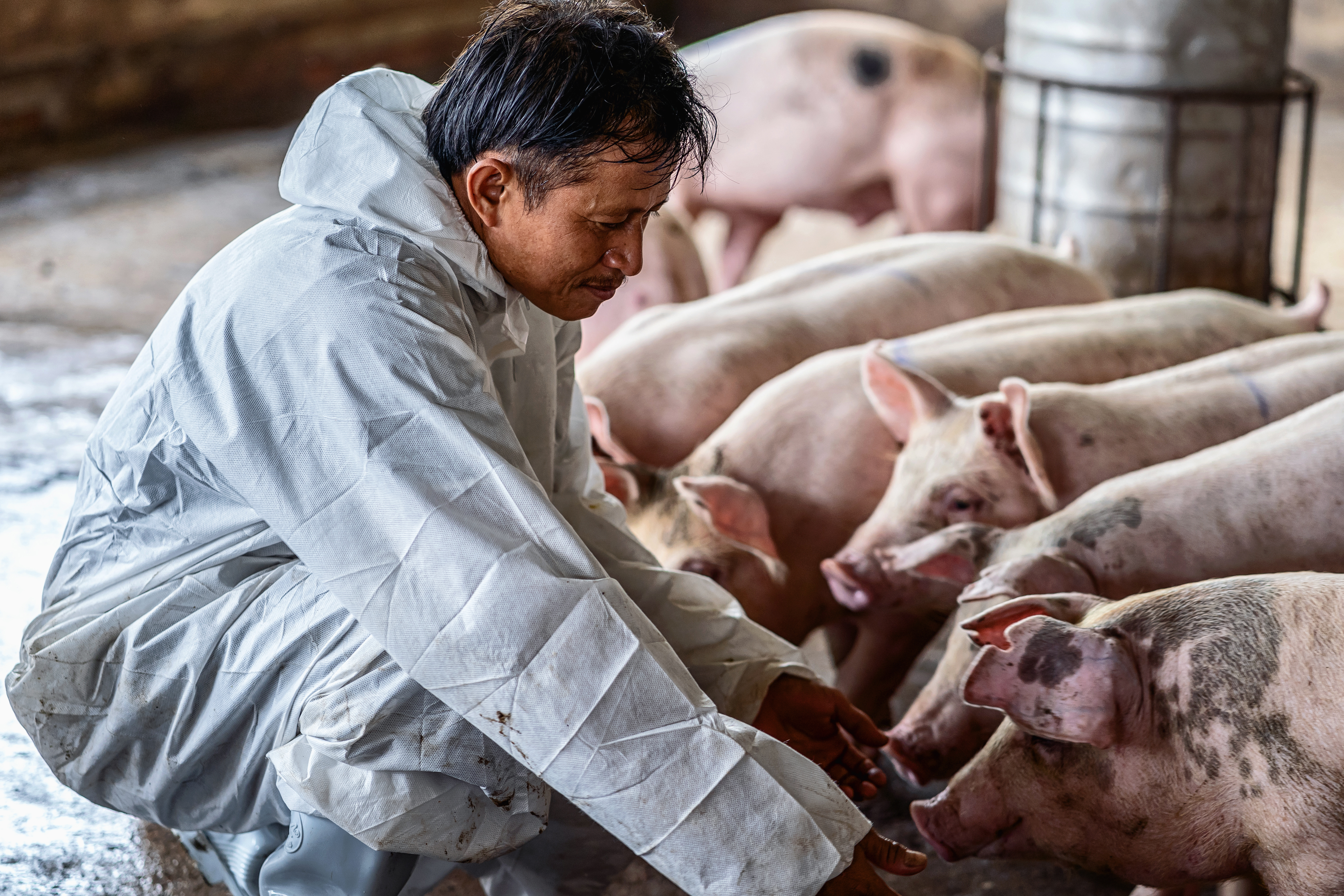 Swine vet examining pigs in a barn with a concrete floor