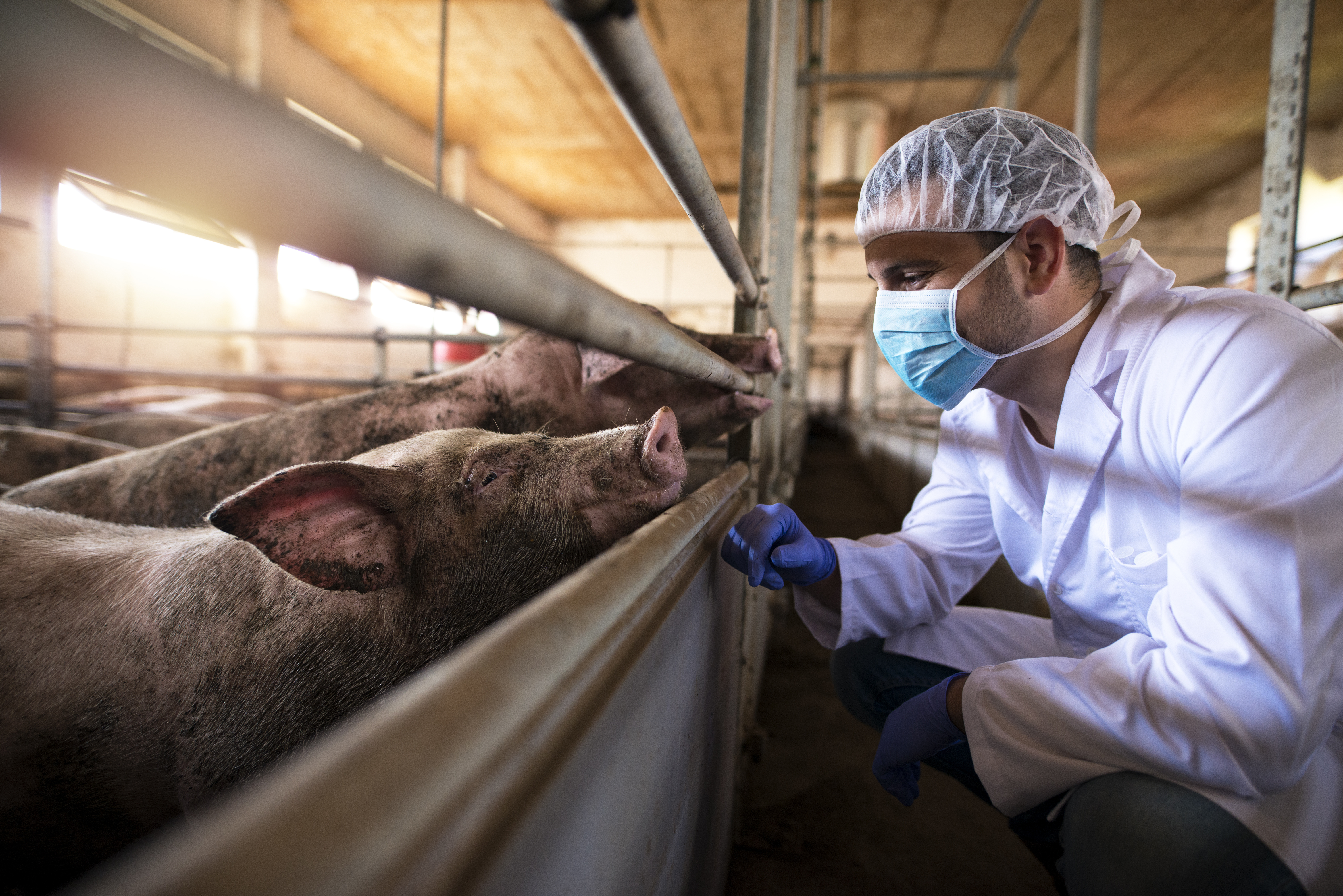 Vet observes pigs in an indoor barn