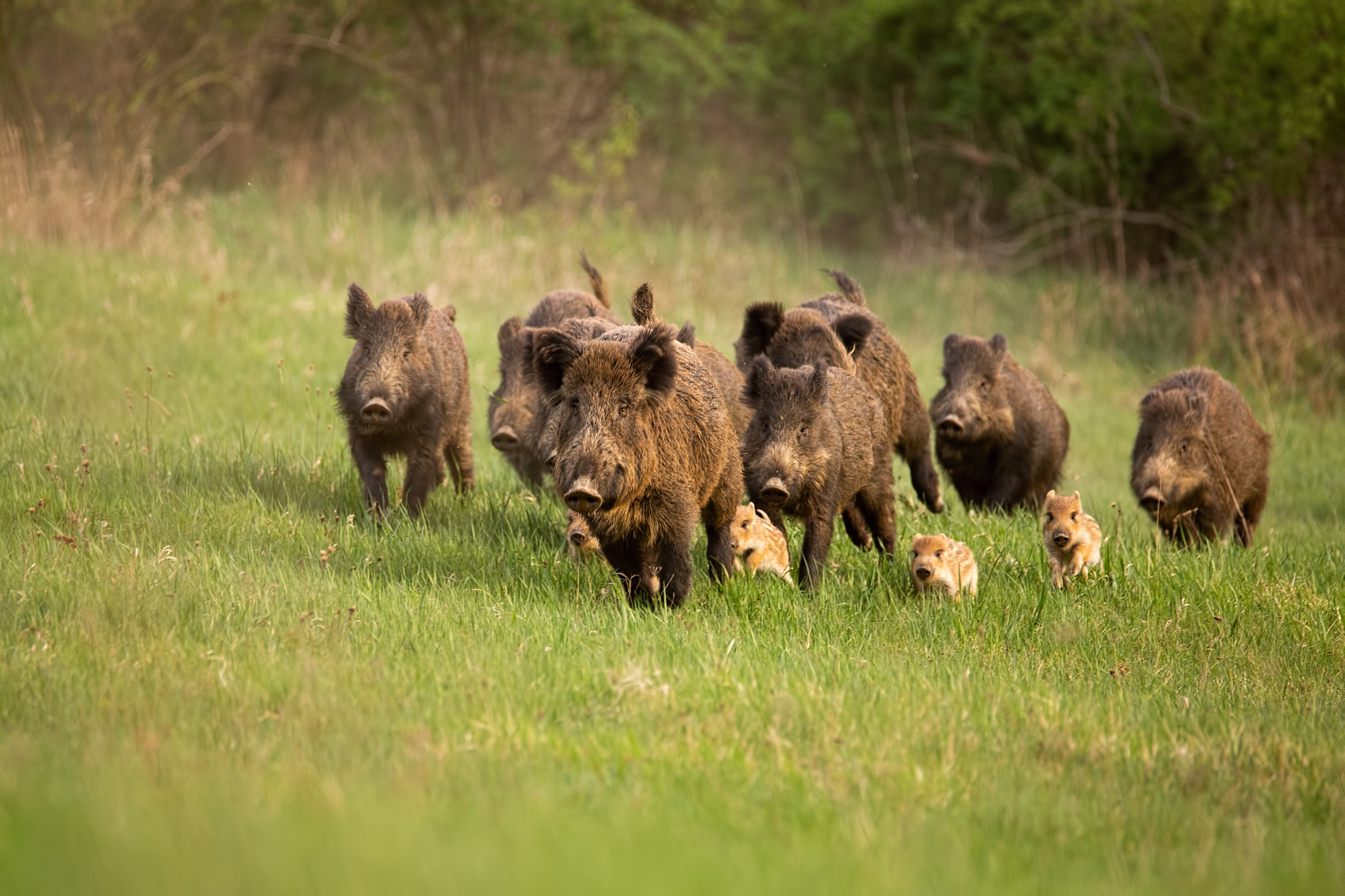 wild boar and piglets in a field