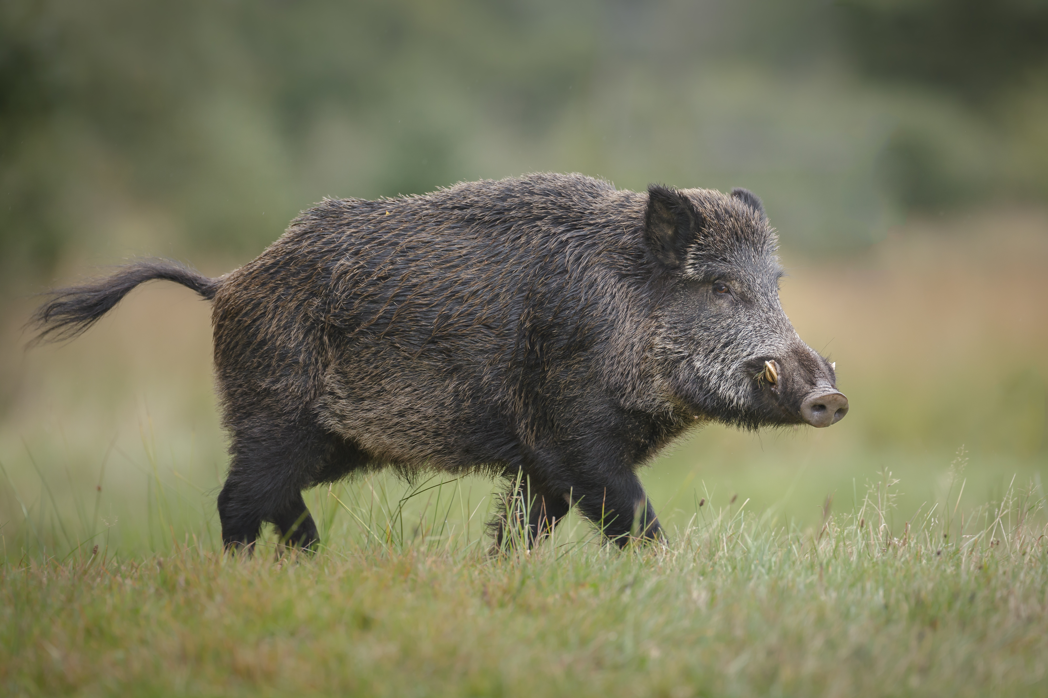 wild boar running across grassland