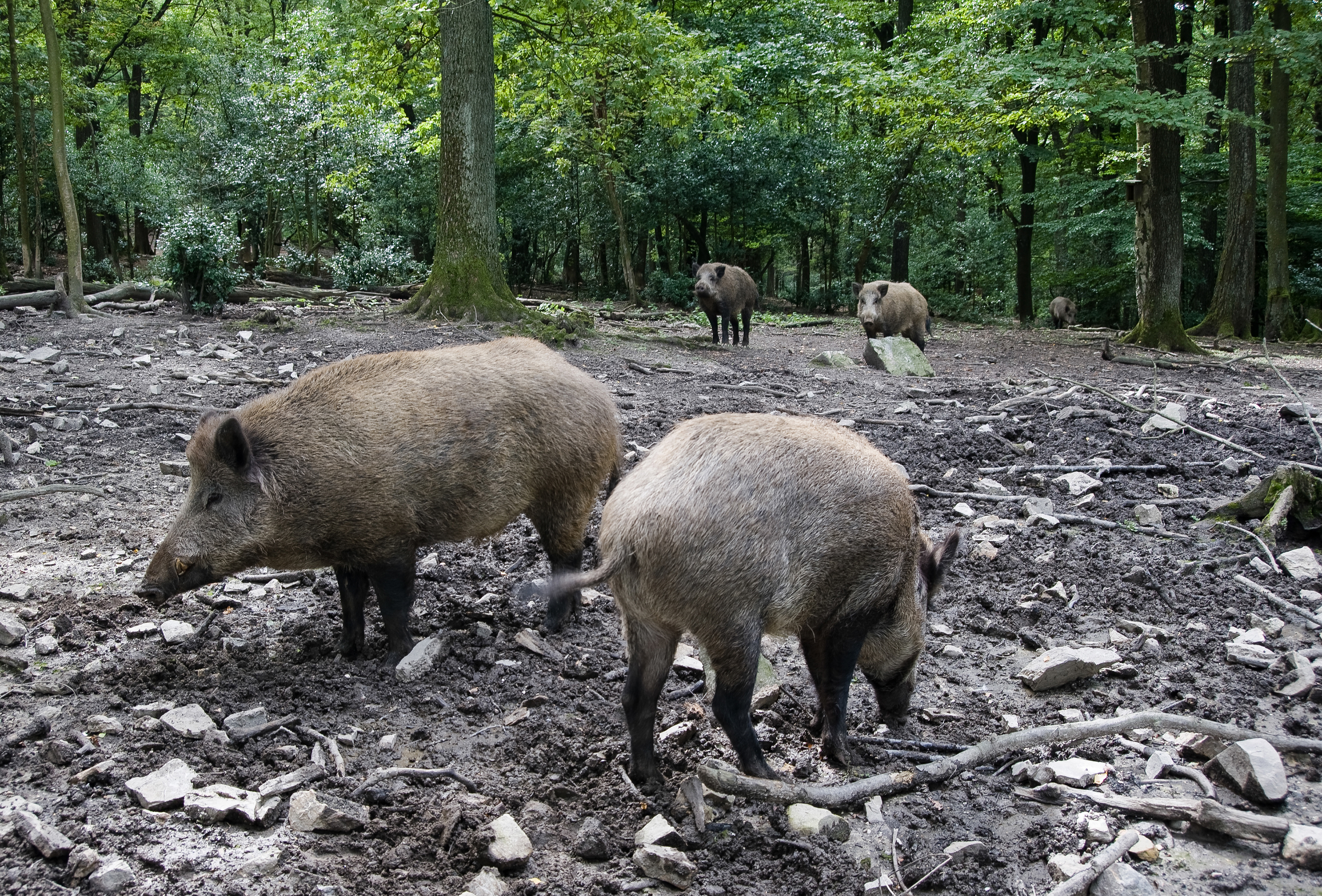 wild boar foraging in a forest
