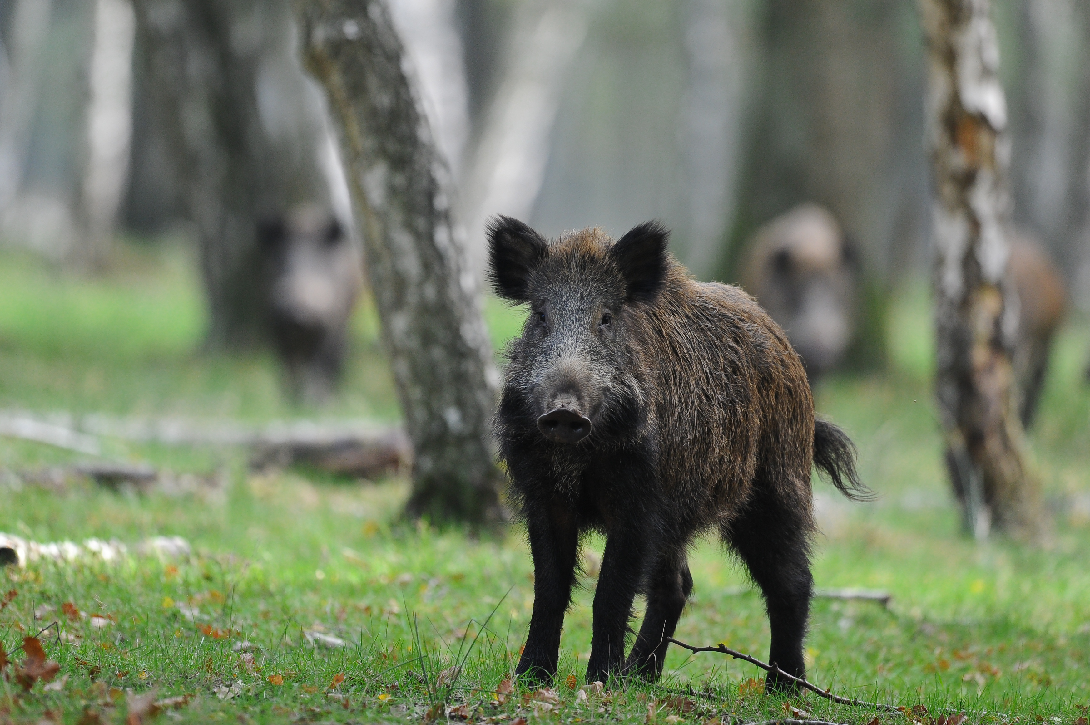 Wild boar standing in a forest