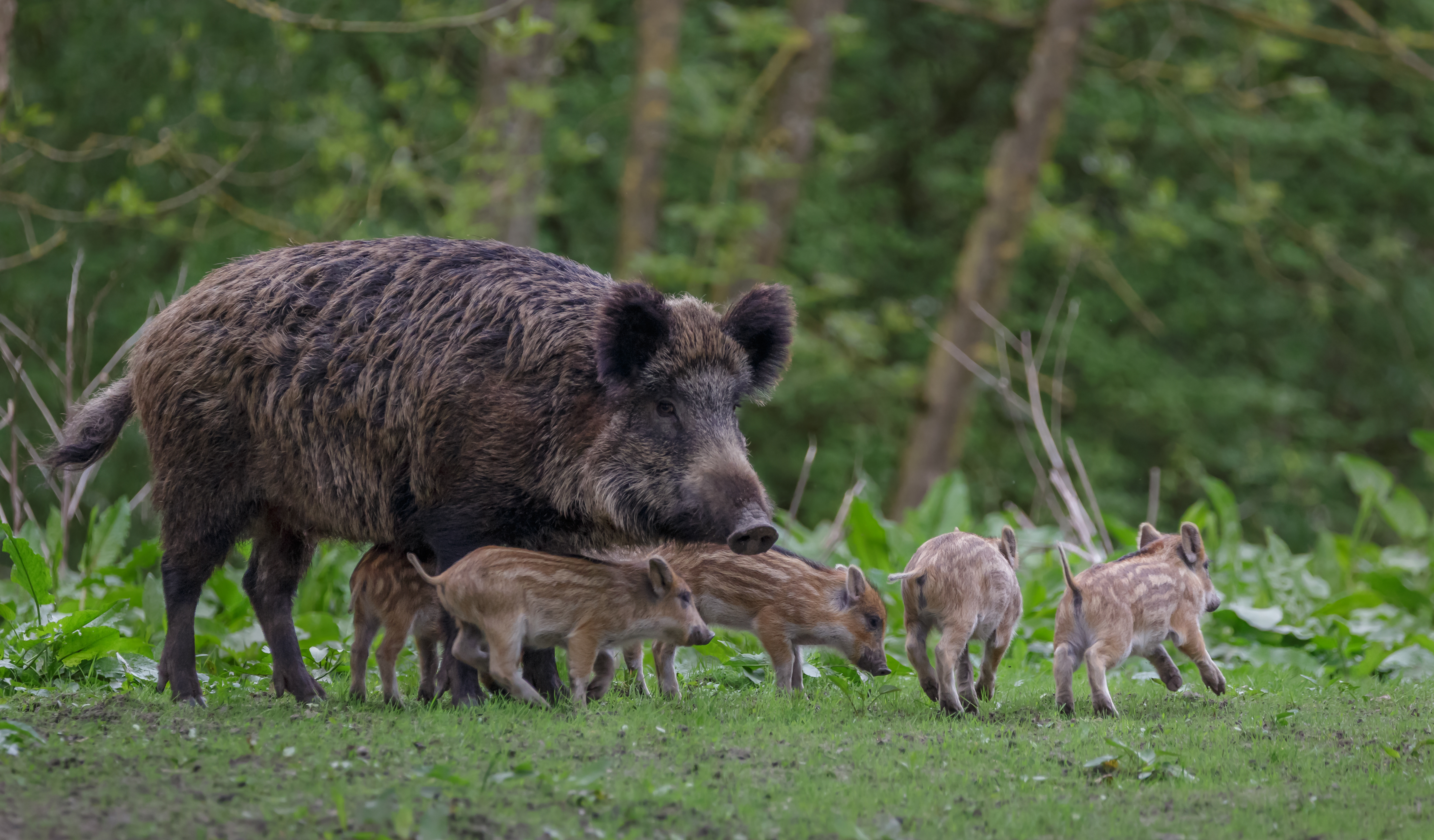 a wild pig stands with its piglets in a field
