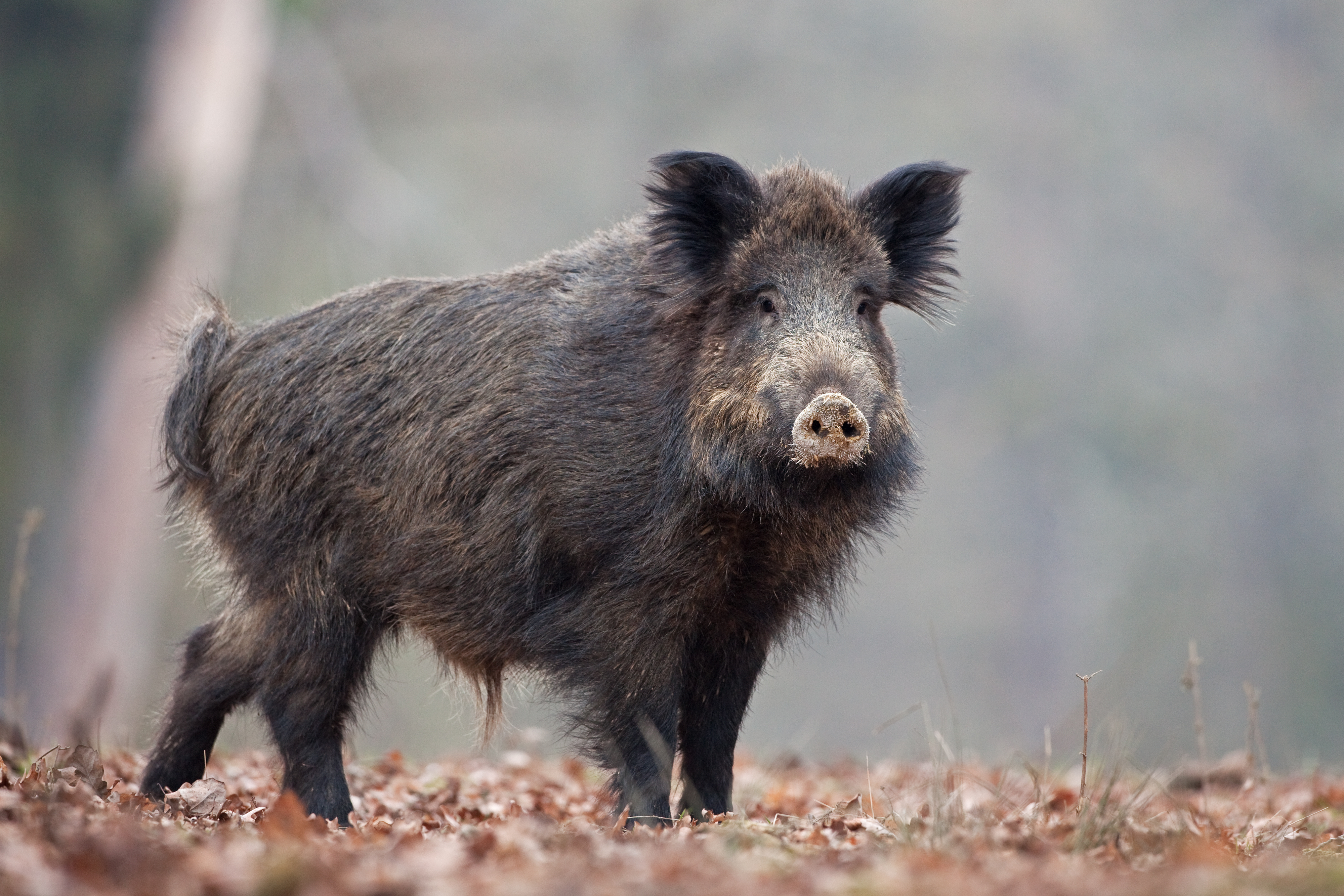 wild boar standing in a forest