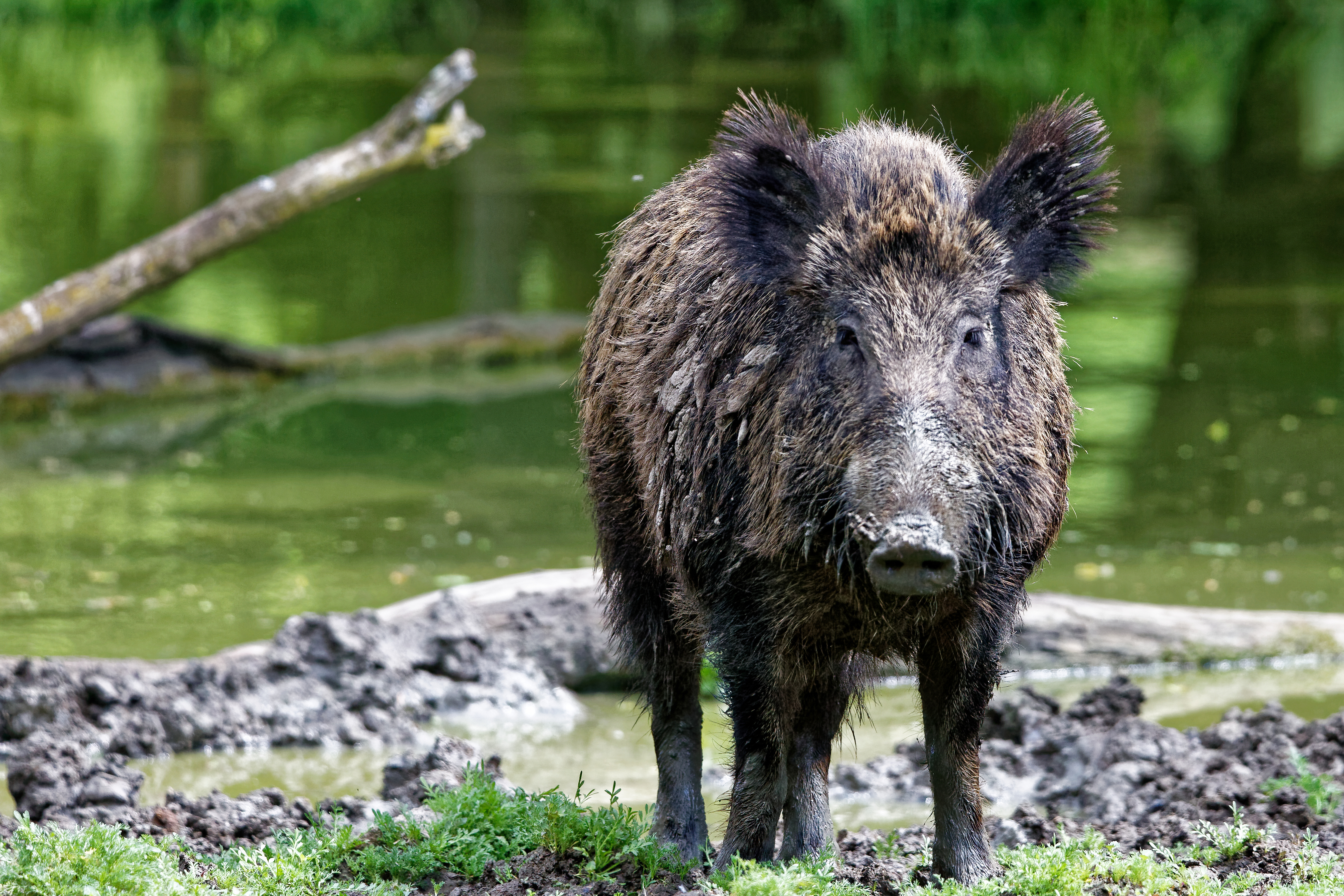 wild boar stands alone on a riverbank