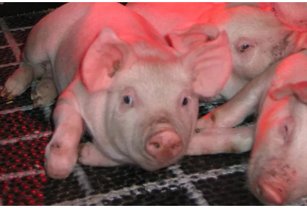 Wintry weather housing for swine welfare