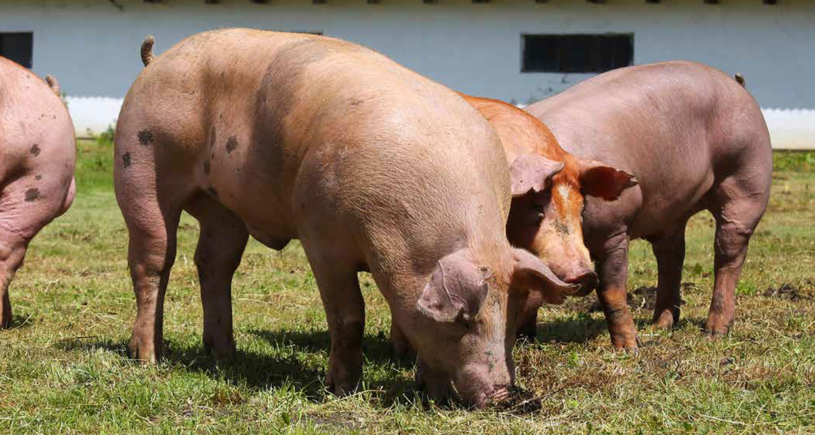 Risk of African swine fever virus introduction into the United