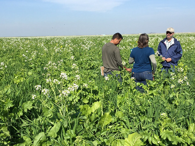 Cover crop field, Merced County, CA