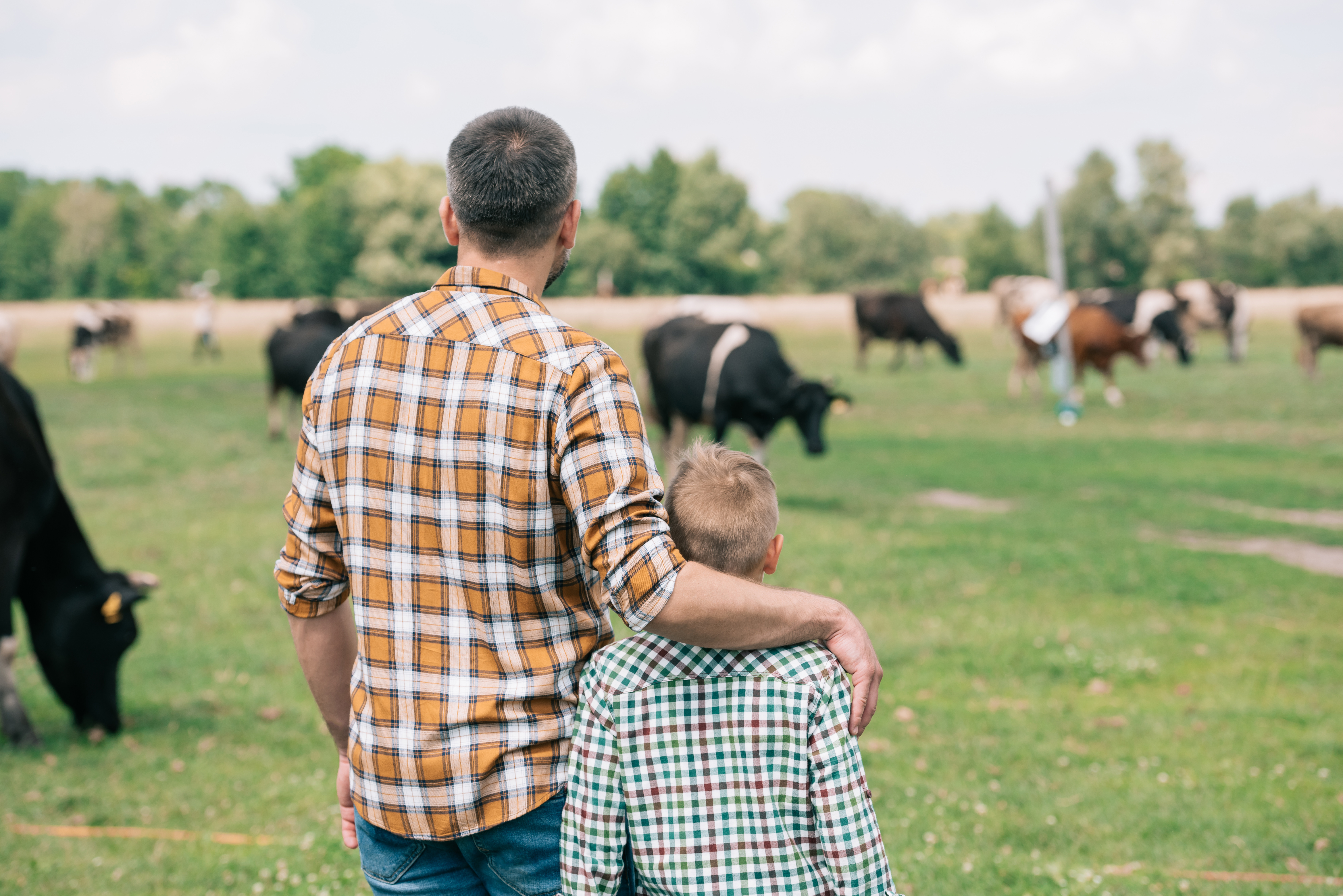 father and son observe cows grazing in a field