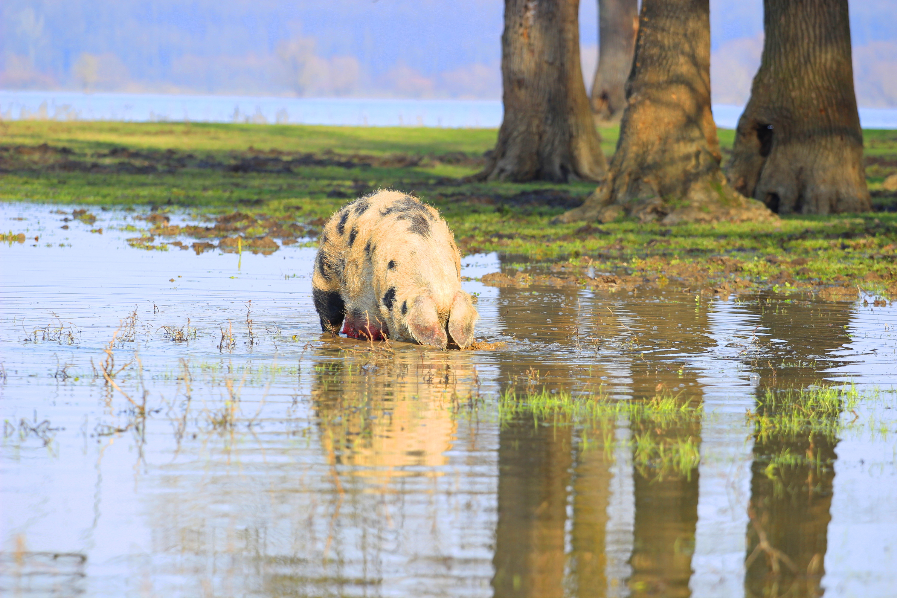 pig foraging in a flooded field