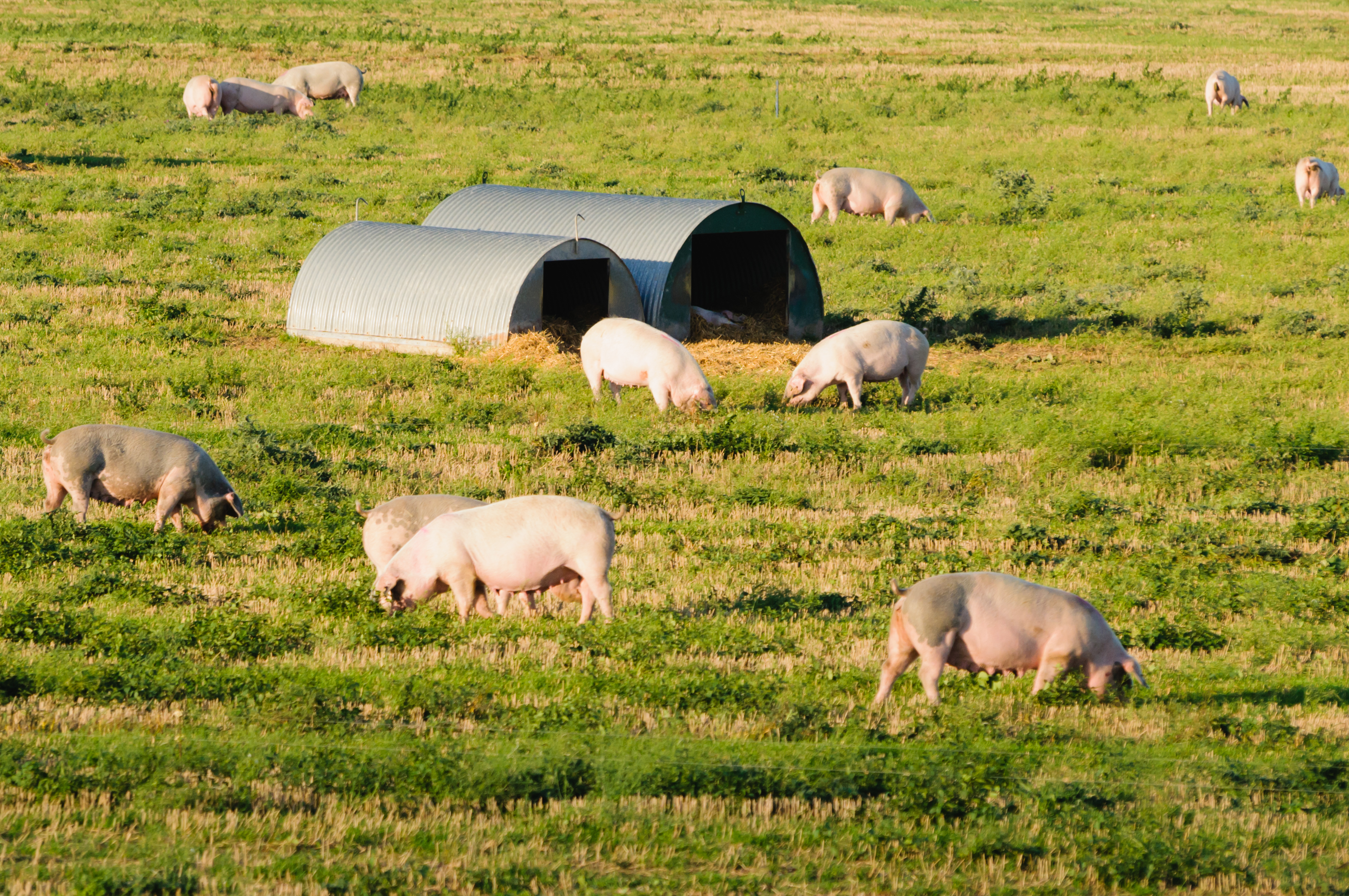 free range pigs foraging in a field