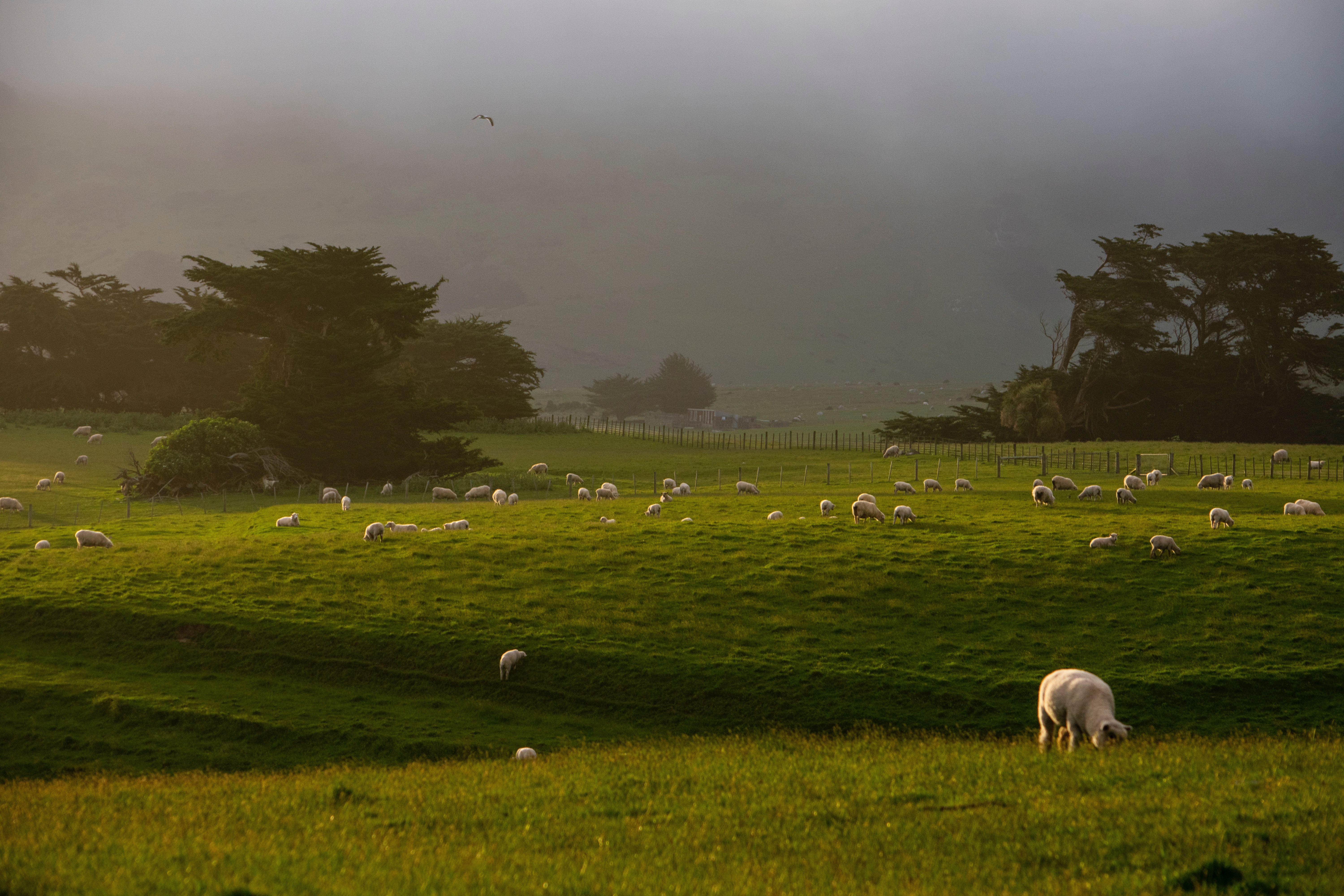british countryside sheep fields