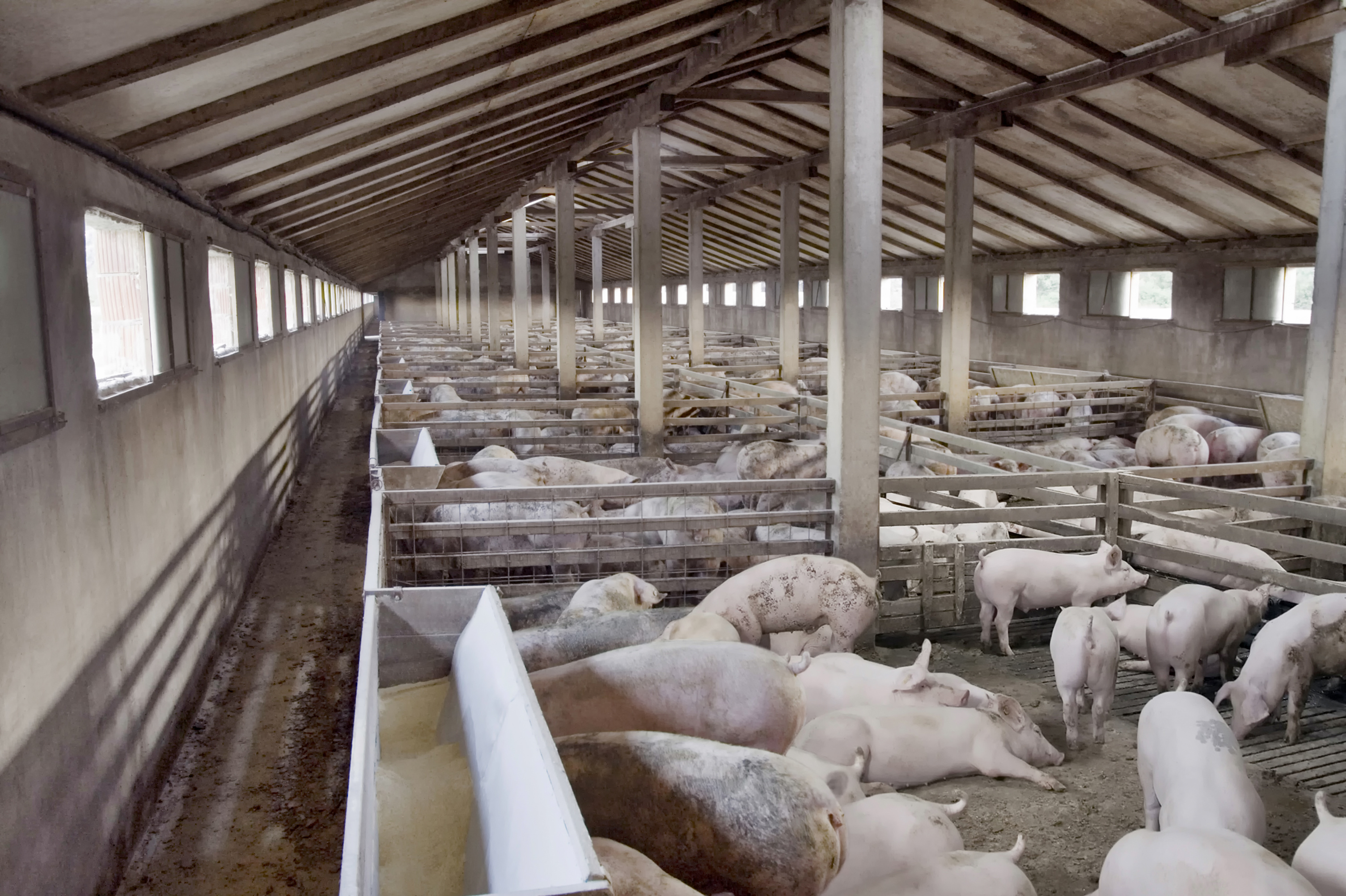 pigs in an indoor barn