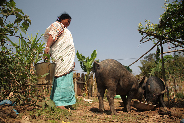 female pig farmer in India