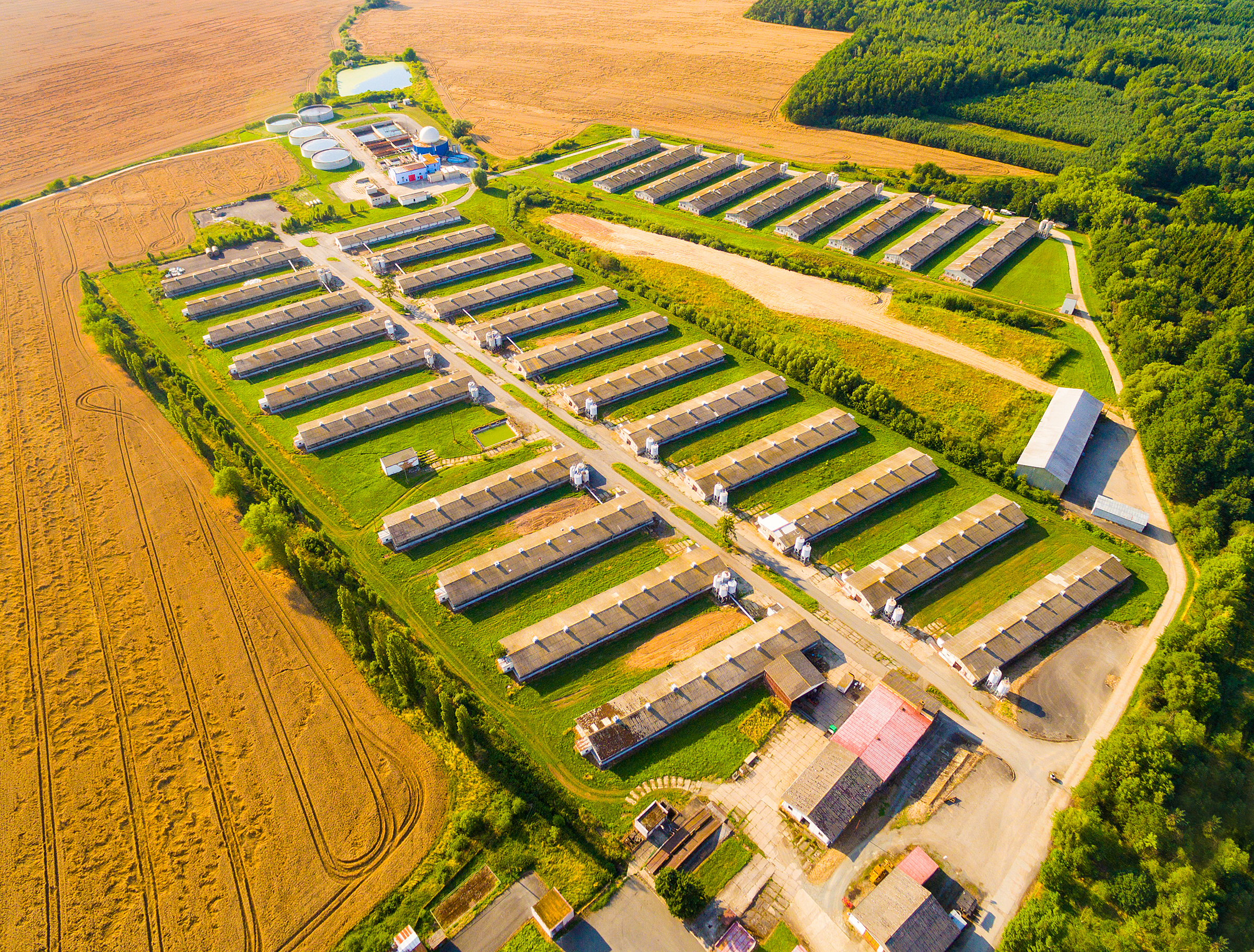 livestock mega farm surrounded by crop fields