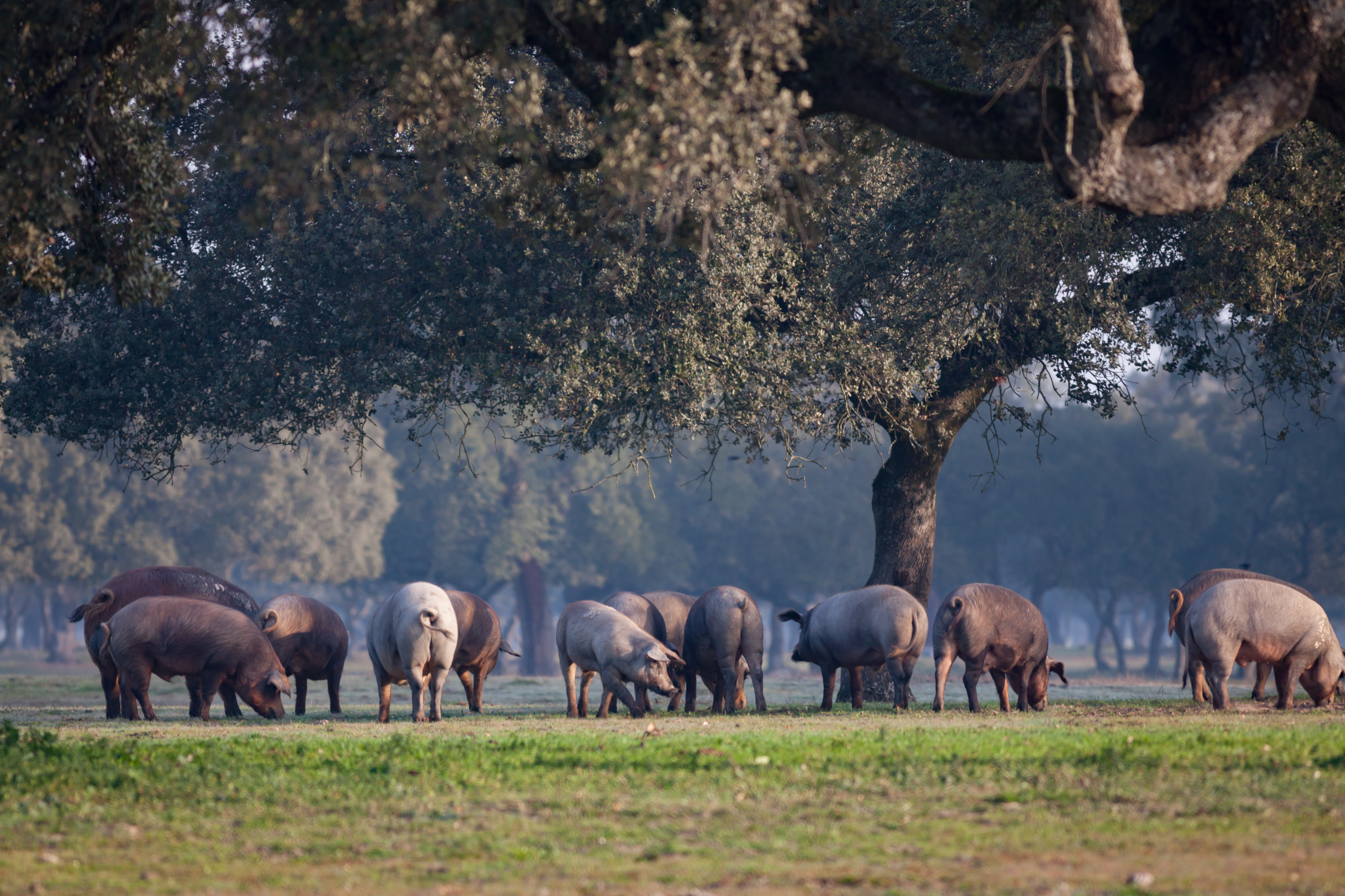 free range pigs in a forest