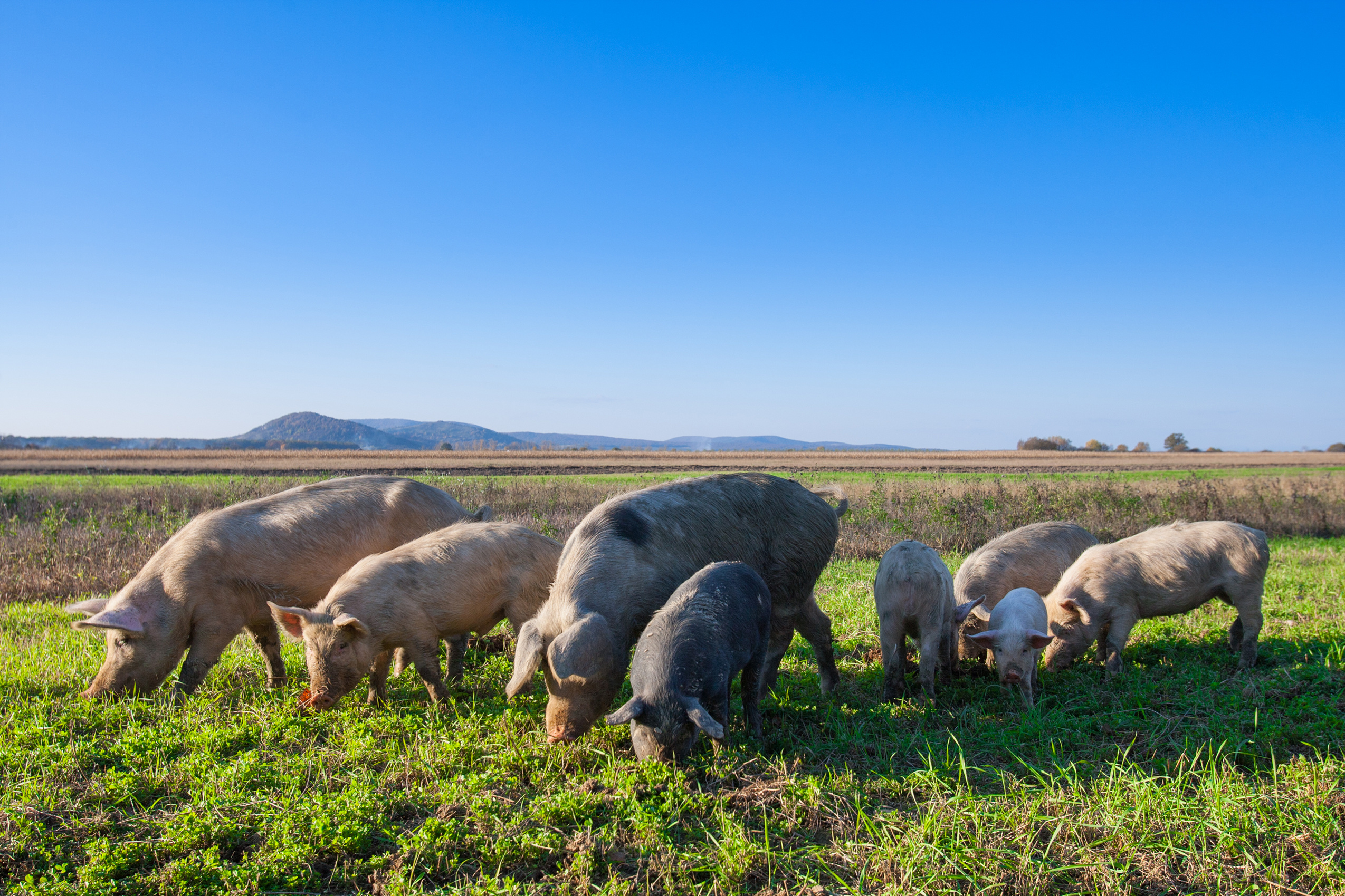 pigs grazing in green fields in front of a mountain