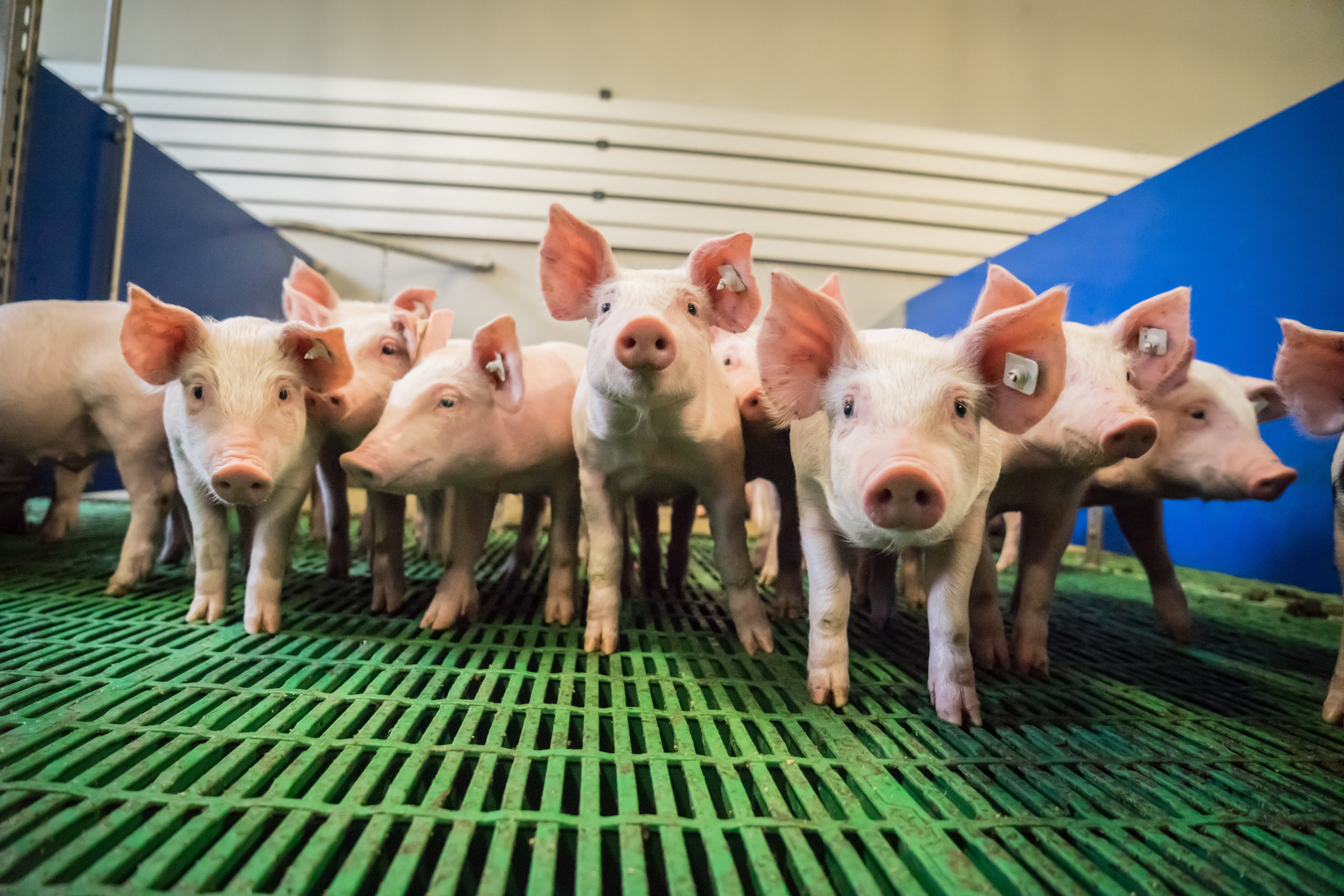 piglets look towards the camera indoor pen