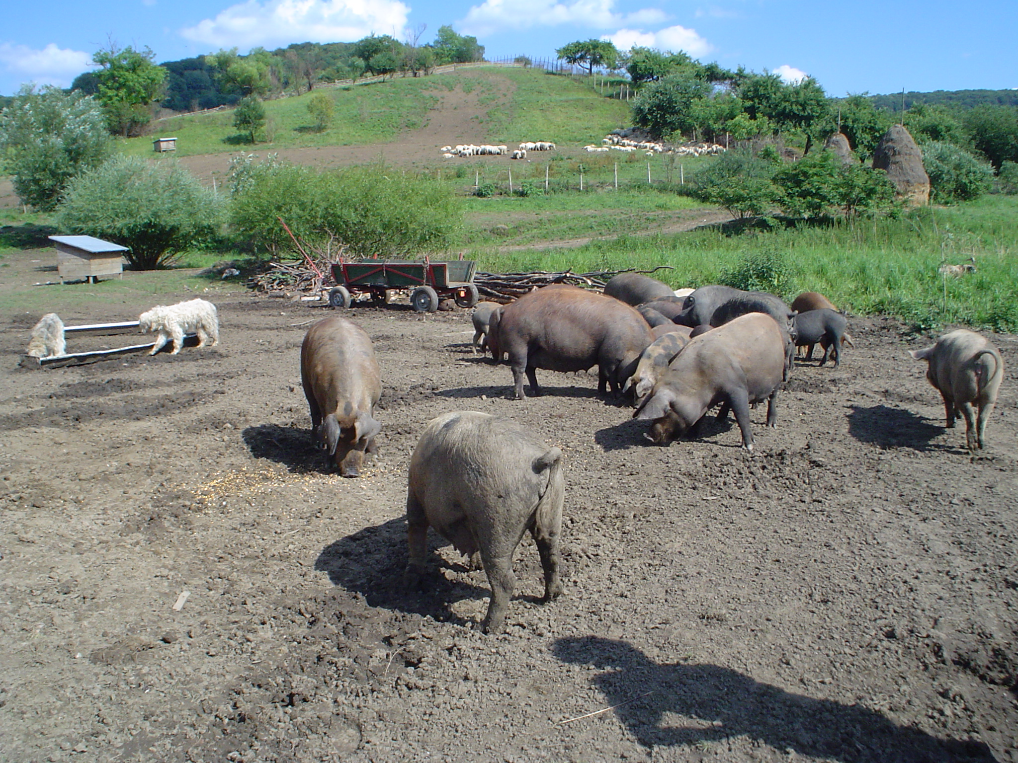 pigs outdoors grazing