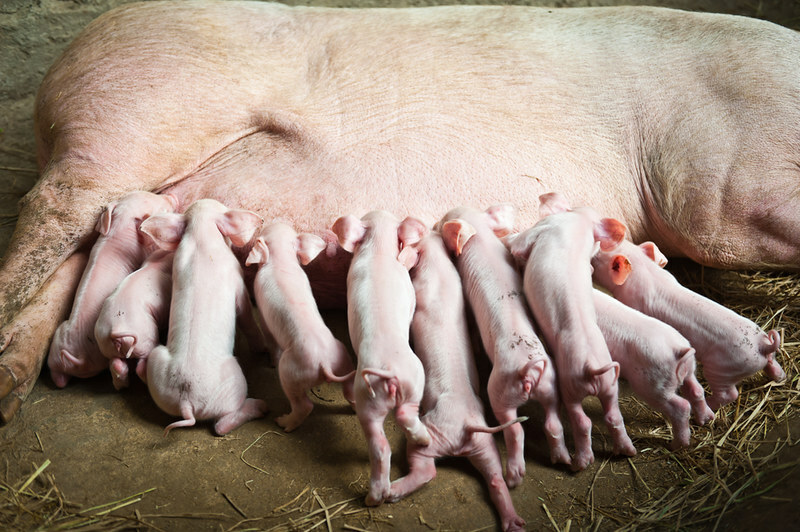 Twins Crew to guide restructuring of pig breeder Zhengbang