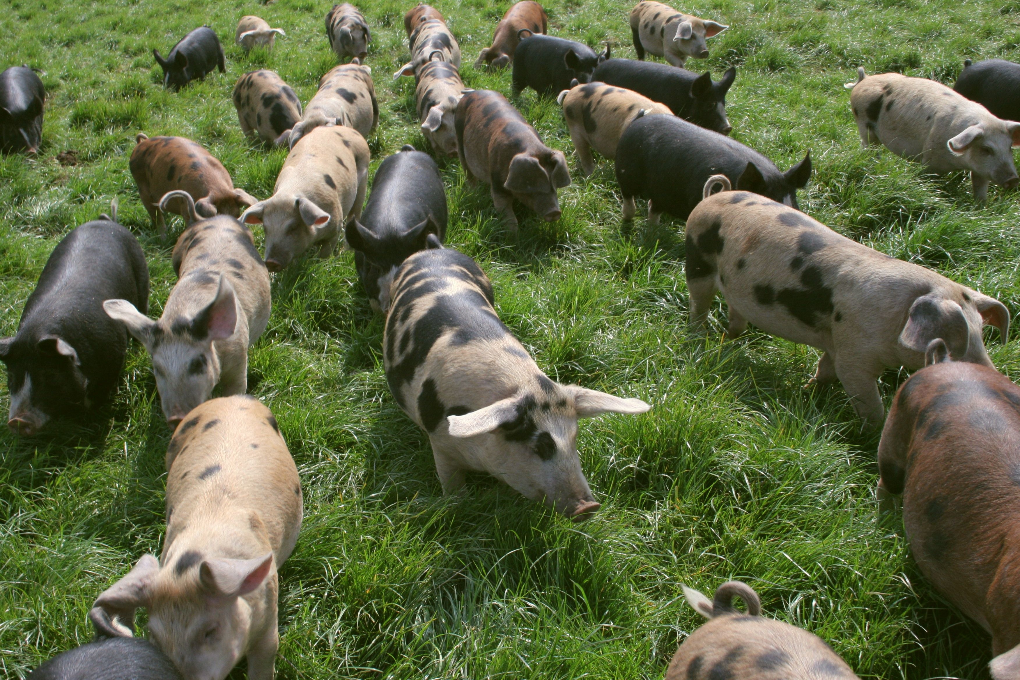 outdoor raised pigs in a pasture