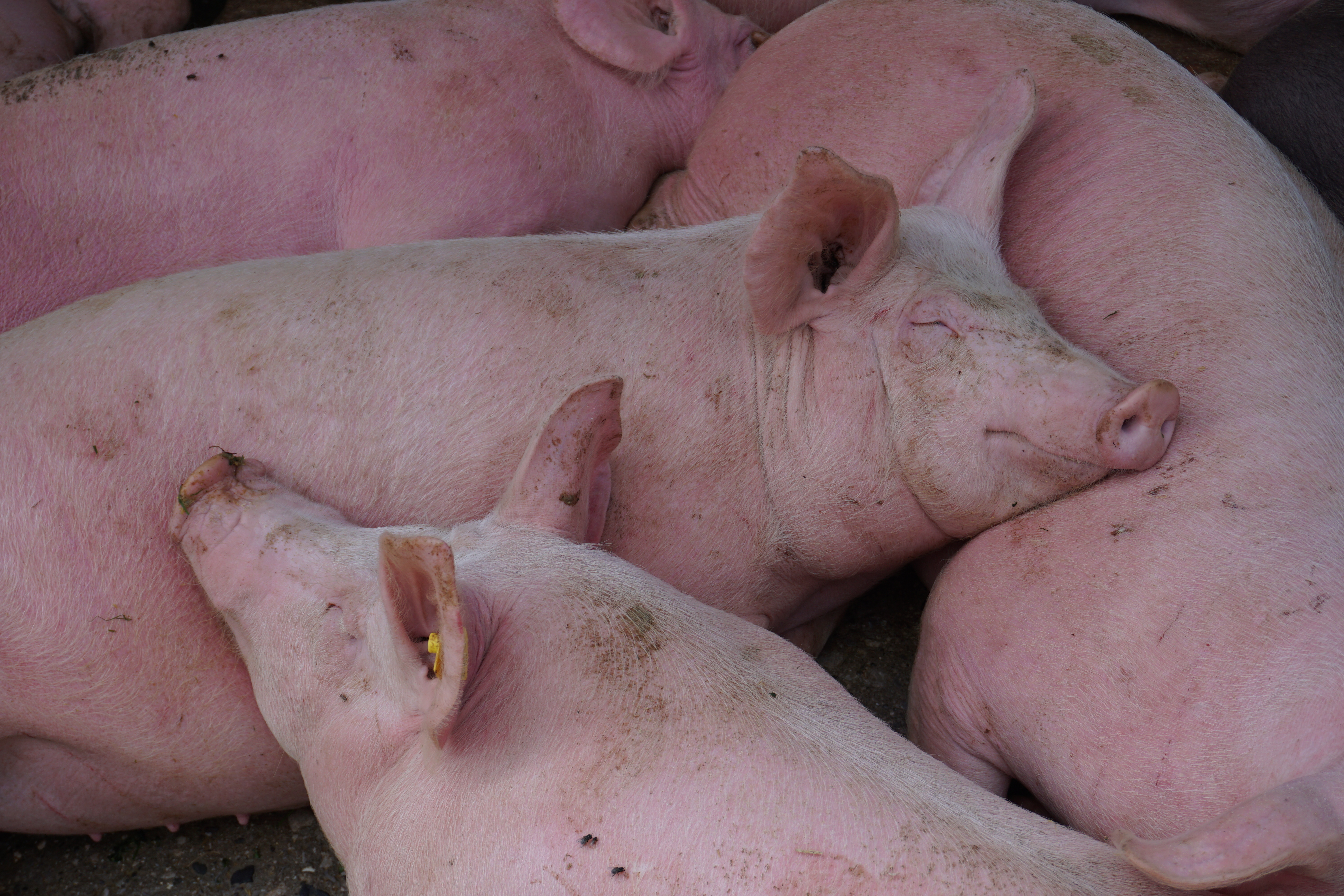 group housed sows sleeping