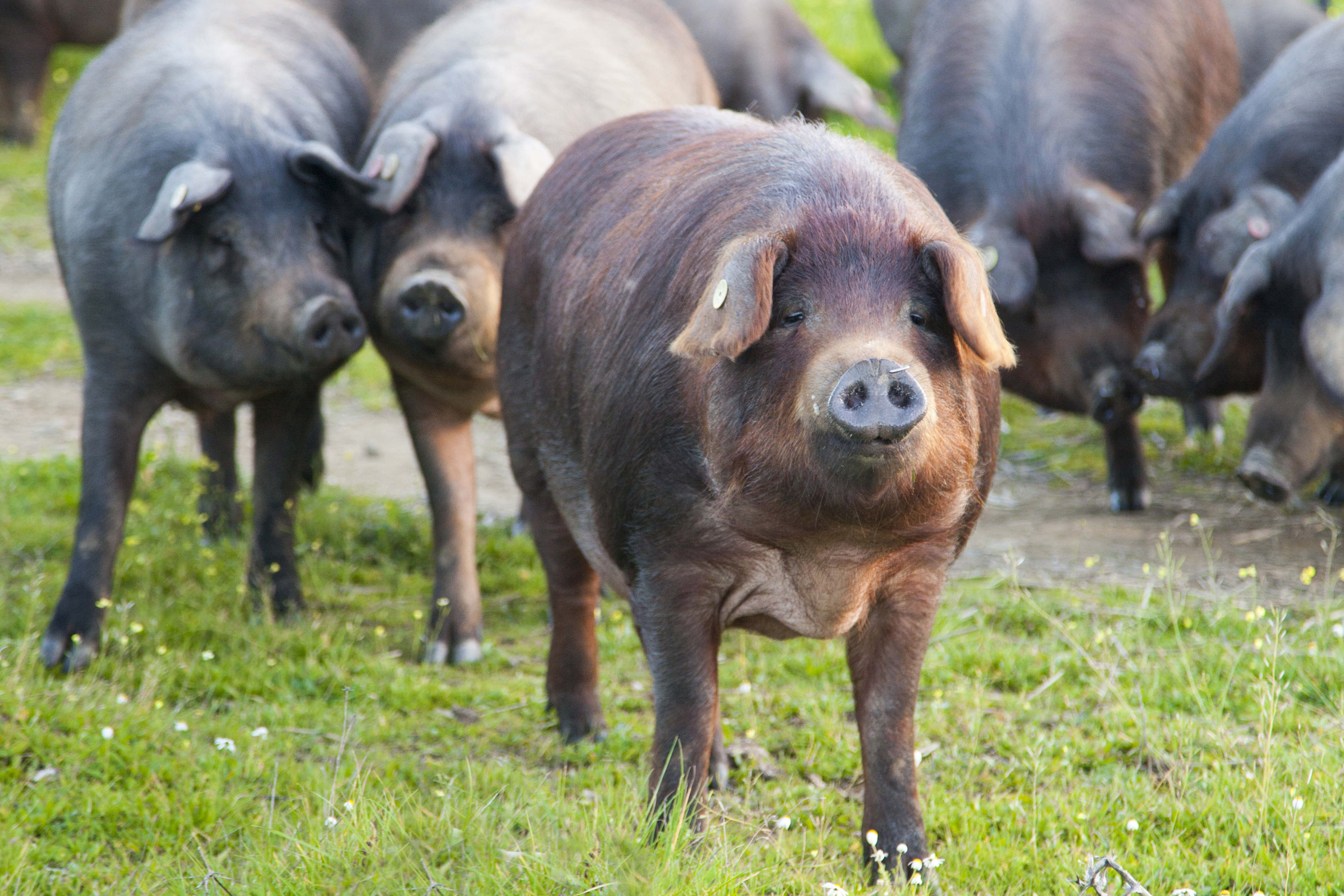 There is much more to Spain's pork production than the typical black Iberian pigs reared in the Spanish valleys