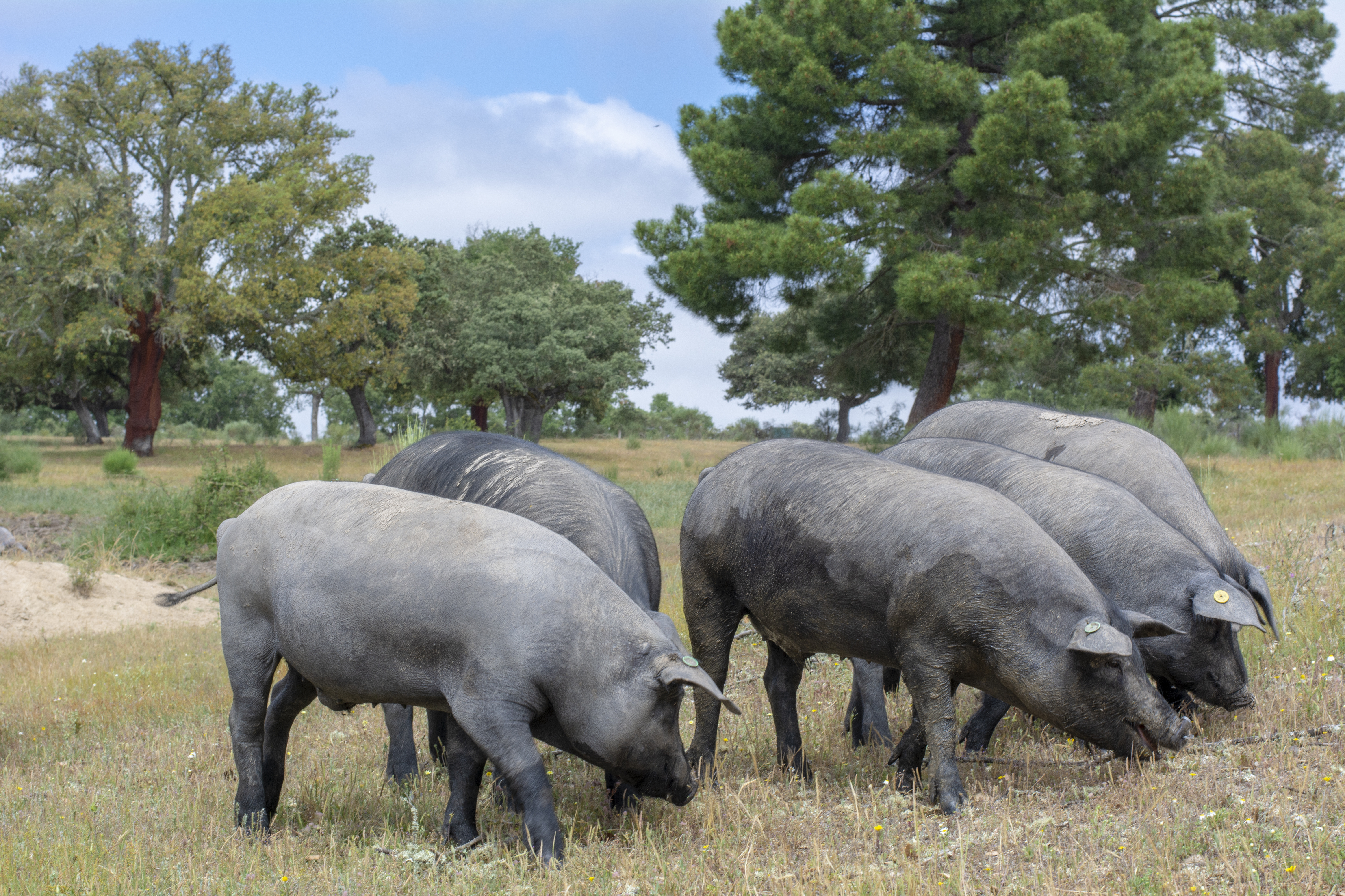 Iberian pigs foraging outdoors