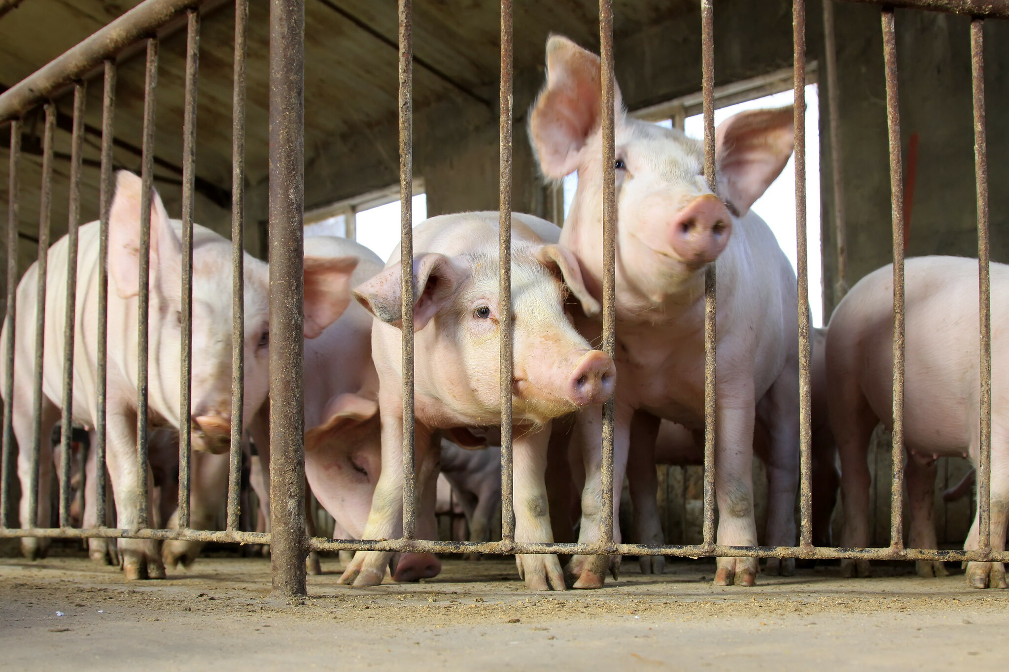 China’s New Hope Team ‘constructive’ hog costs will pull out of hunch this yr