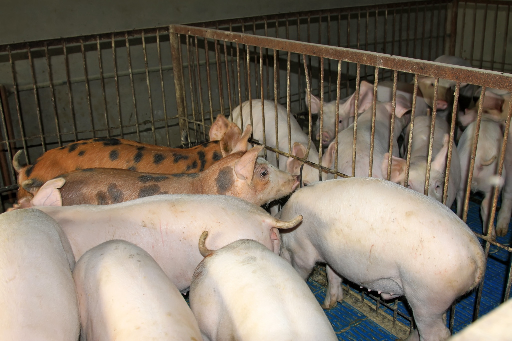 Hog futures fall as China glut pressures prices