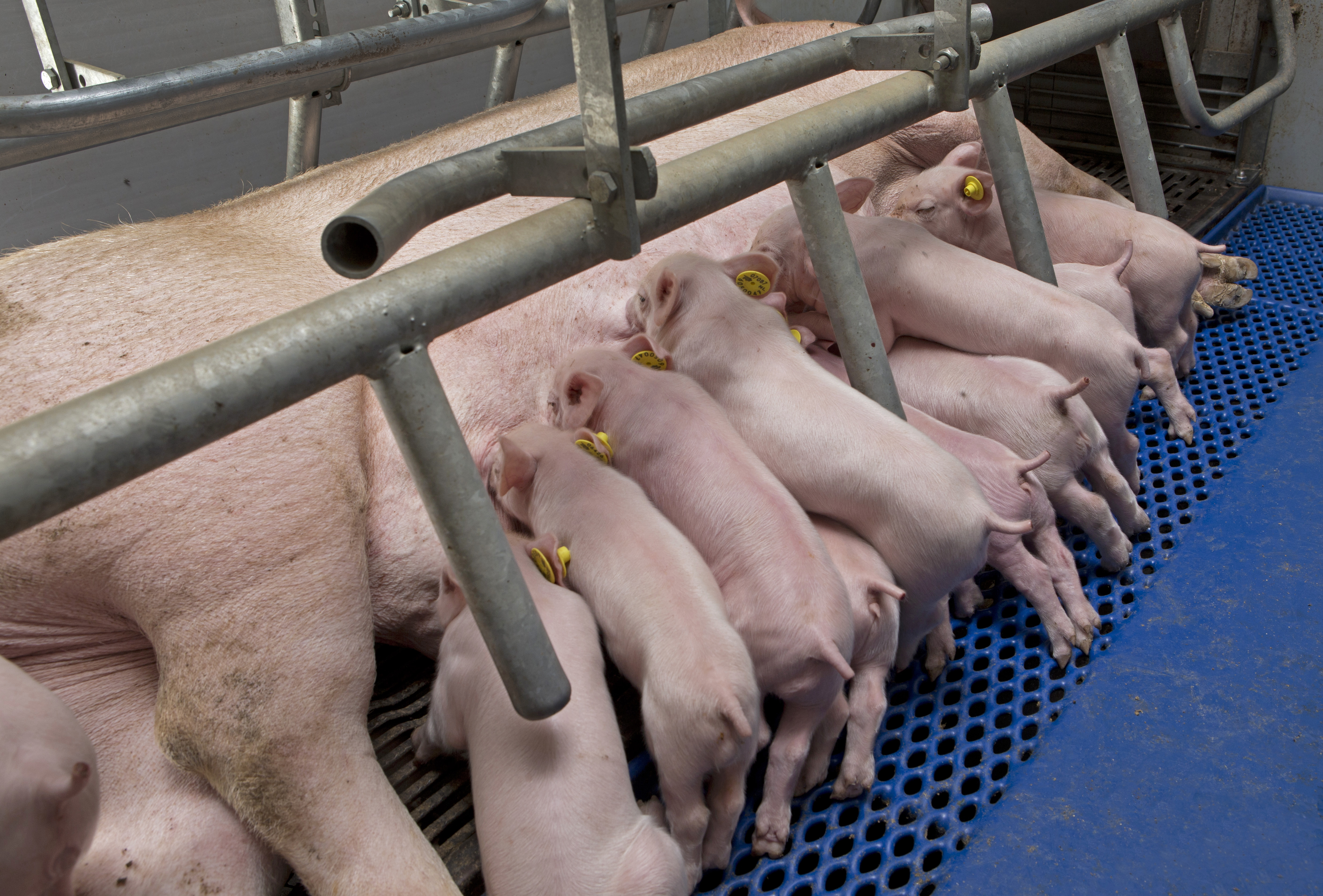 piglets nursing