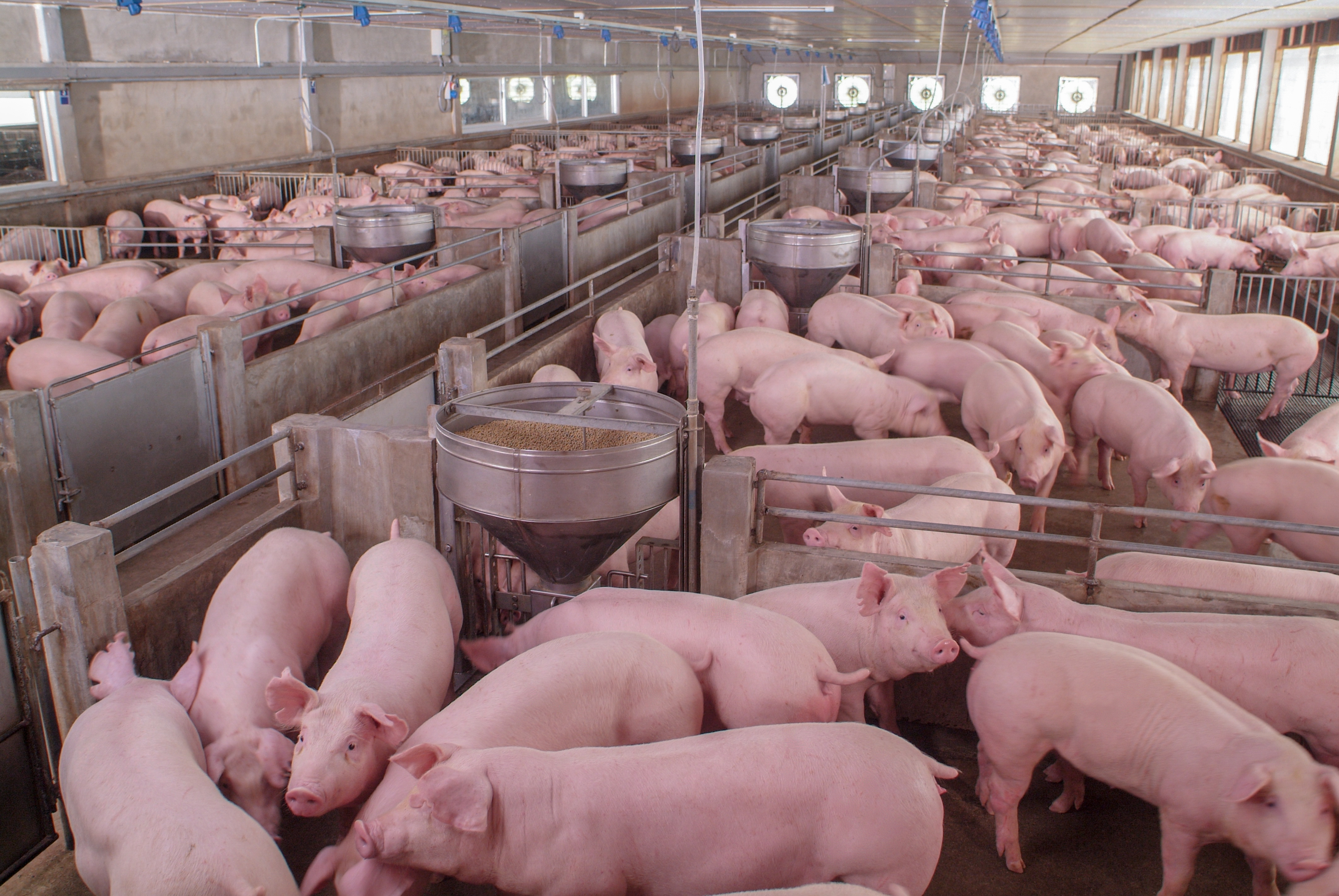 multiple pigs in an indoor barn