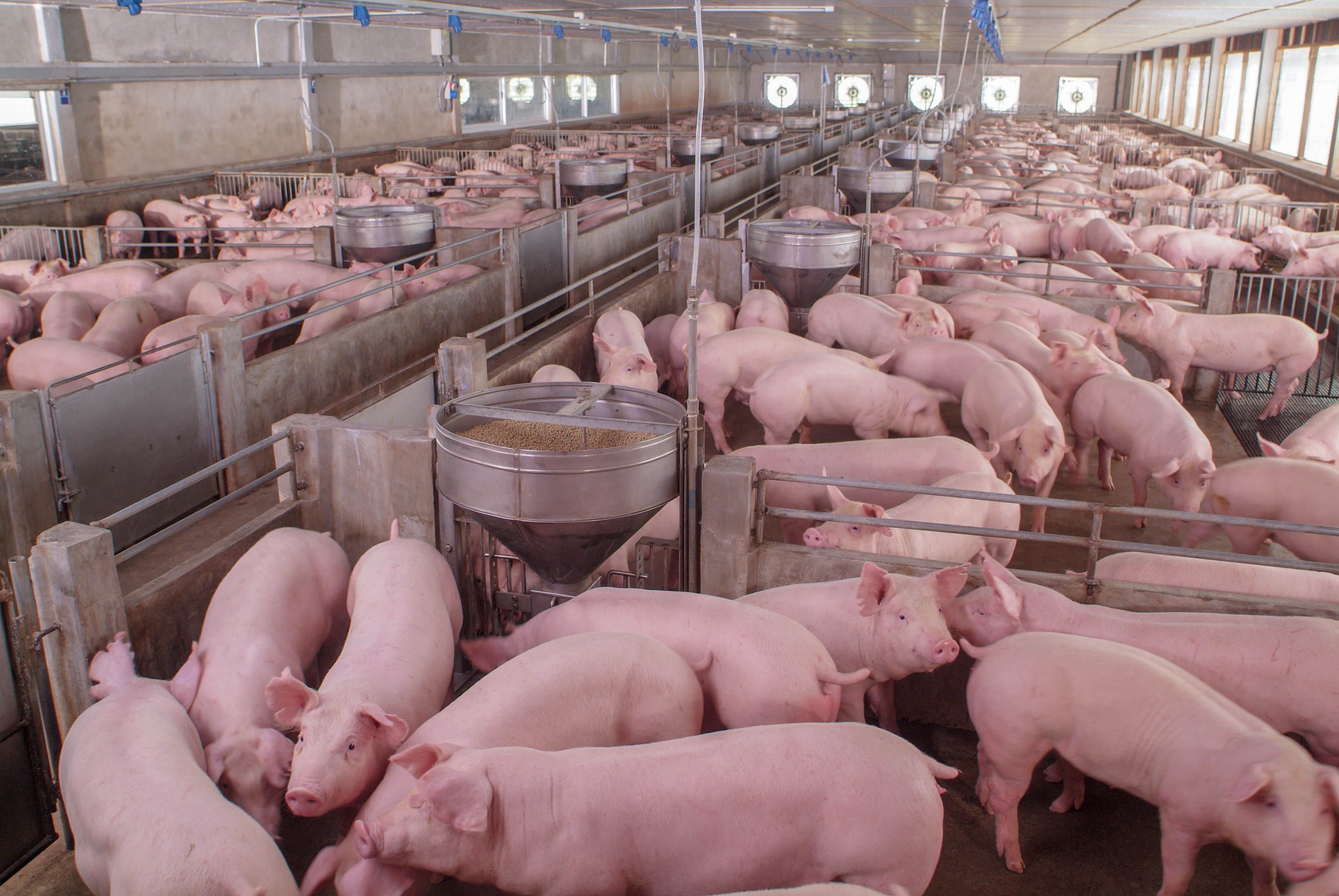 Multiple pigs in an indoor barn