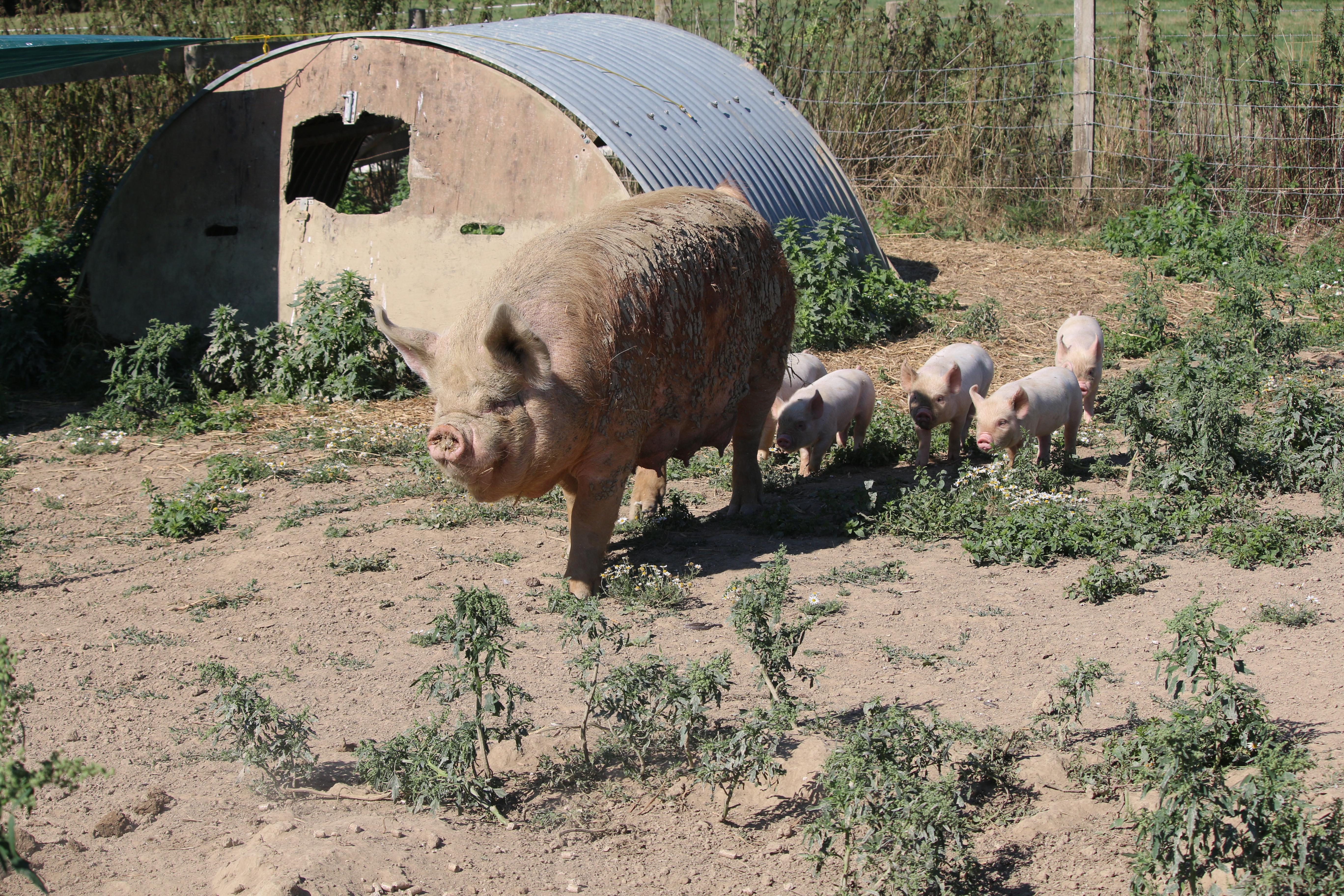 small-scale pig herd sow and piglets