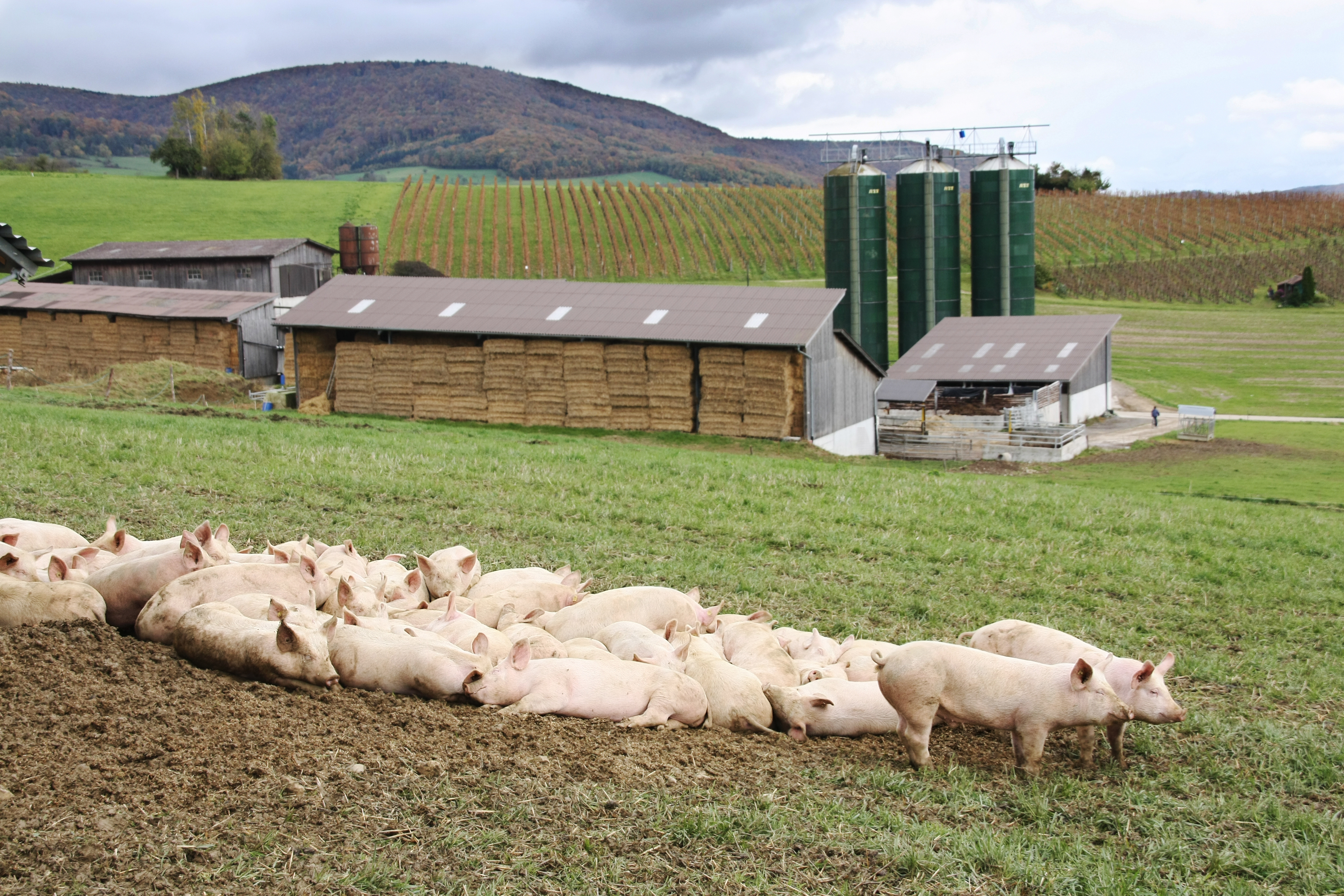 Свиньи на участке. Свиньи на пастбище. Современный свинарник. Свиньи на ферме. Свинарник ферма.