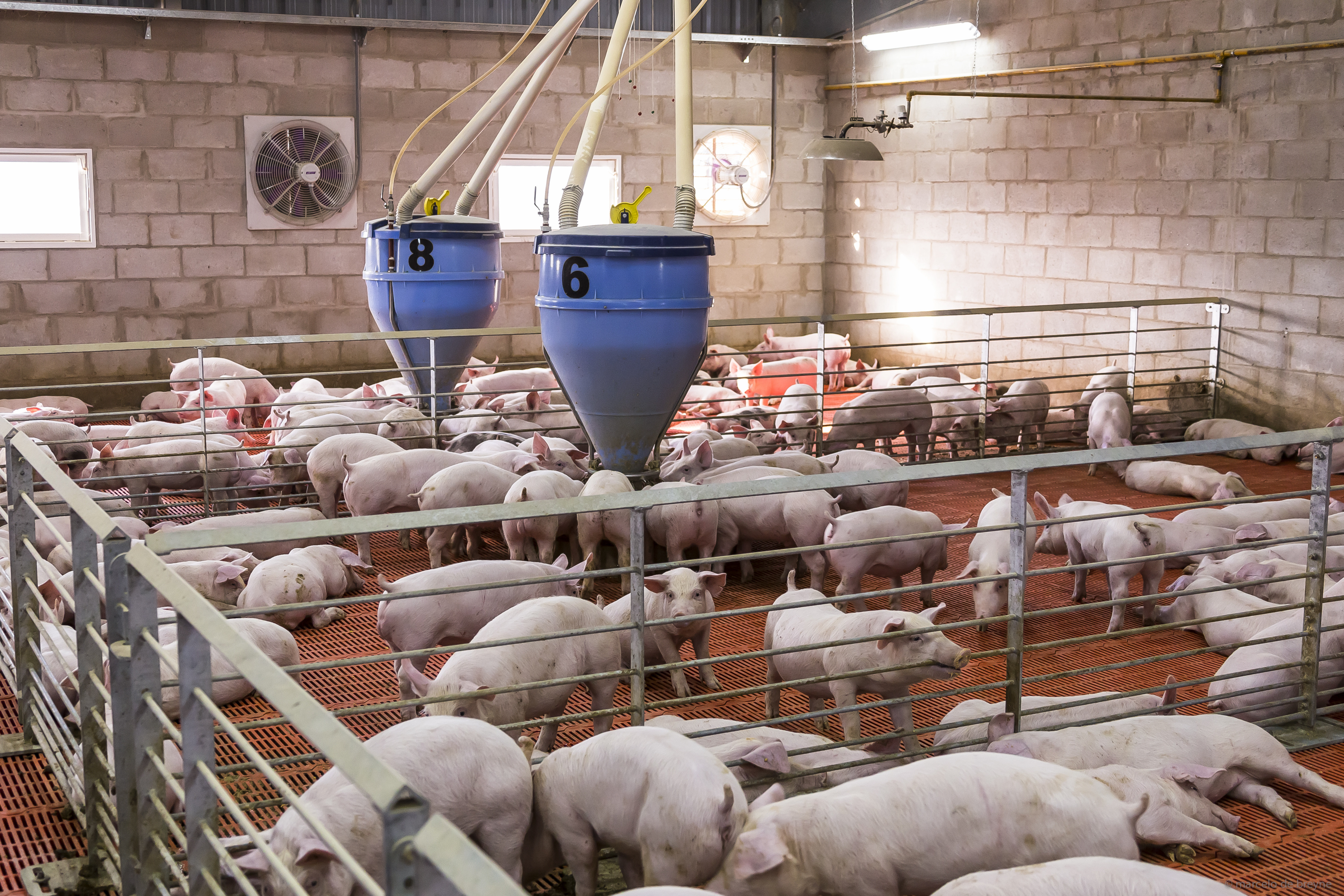 Farm pigs in an indoor barn