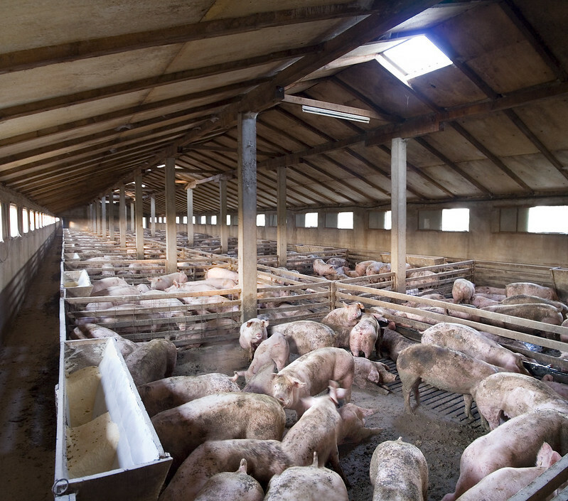 Deutschland meldet zwei weitere Fälle der Afrikanischen Schweinepest – ISN
