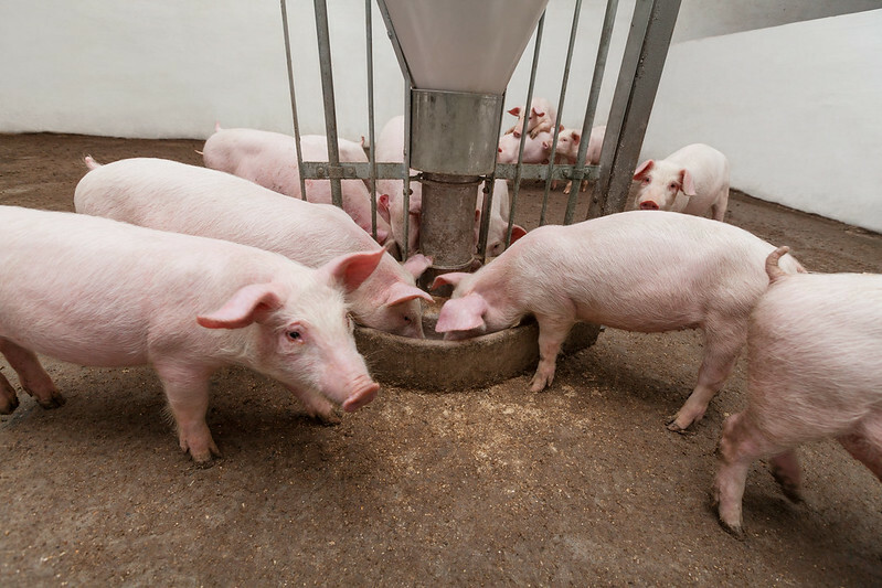 Lean hog futures stressed by way of macroeconomics – CME