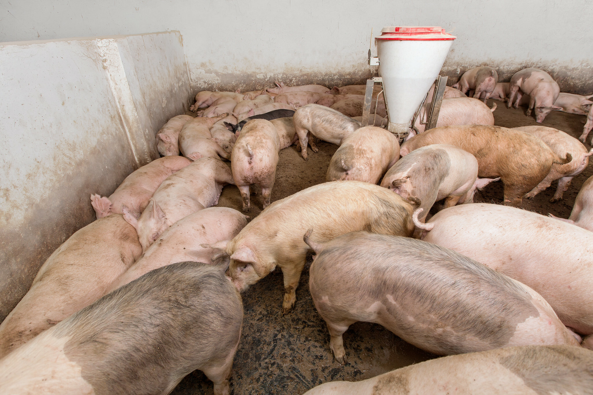 Lean hog futures face bigger-than-expected US herd – CME