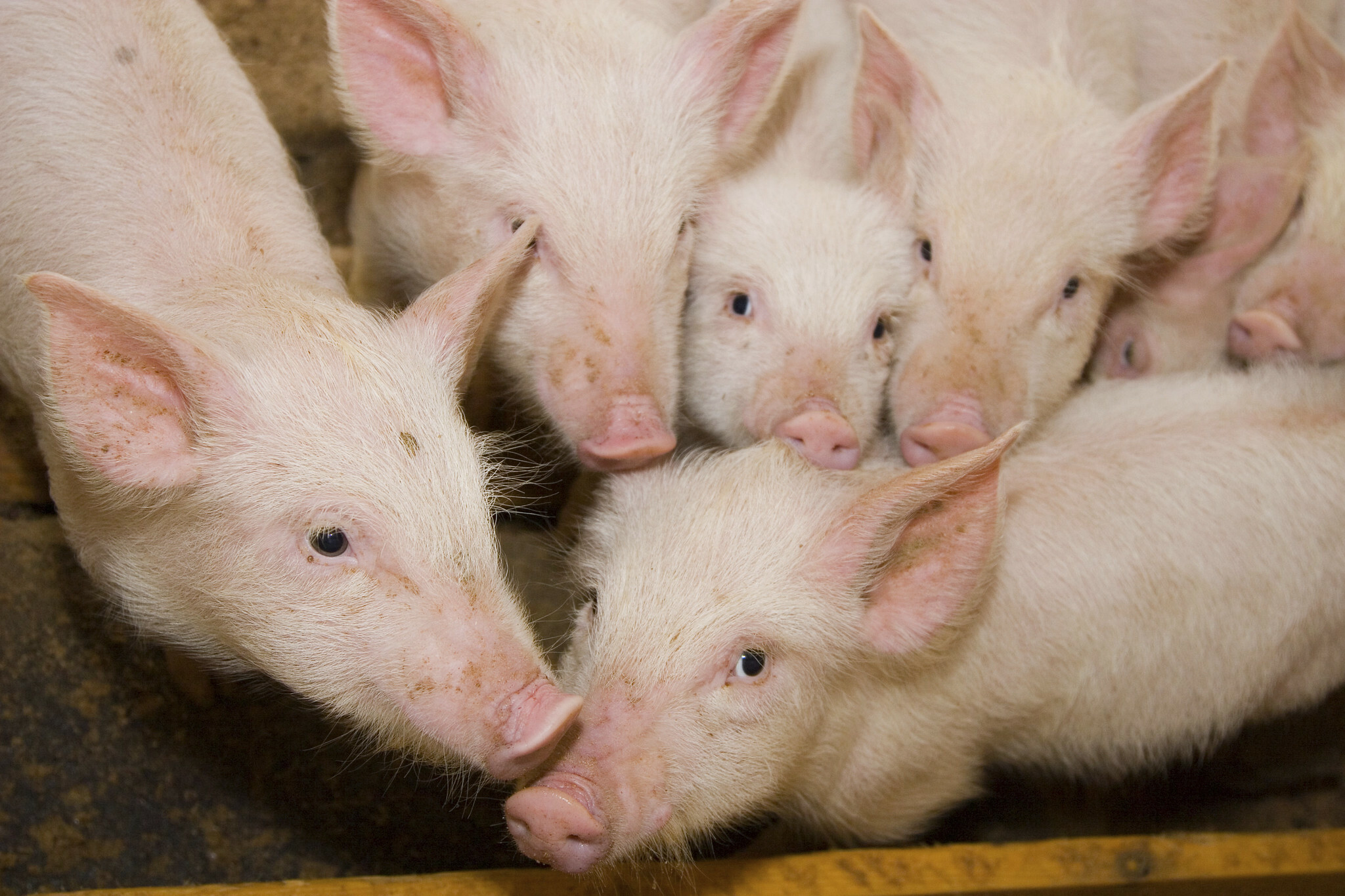 Brazil swine manufacturing anticipated to extend 7% in 2024 – GAIN