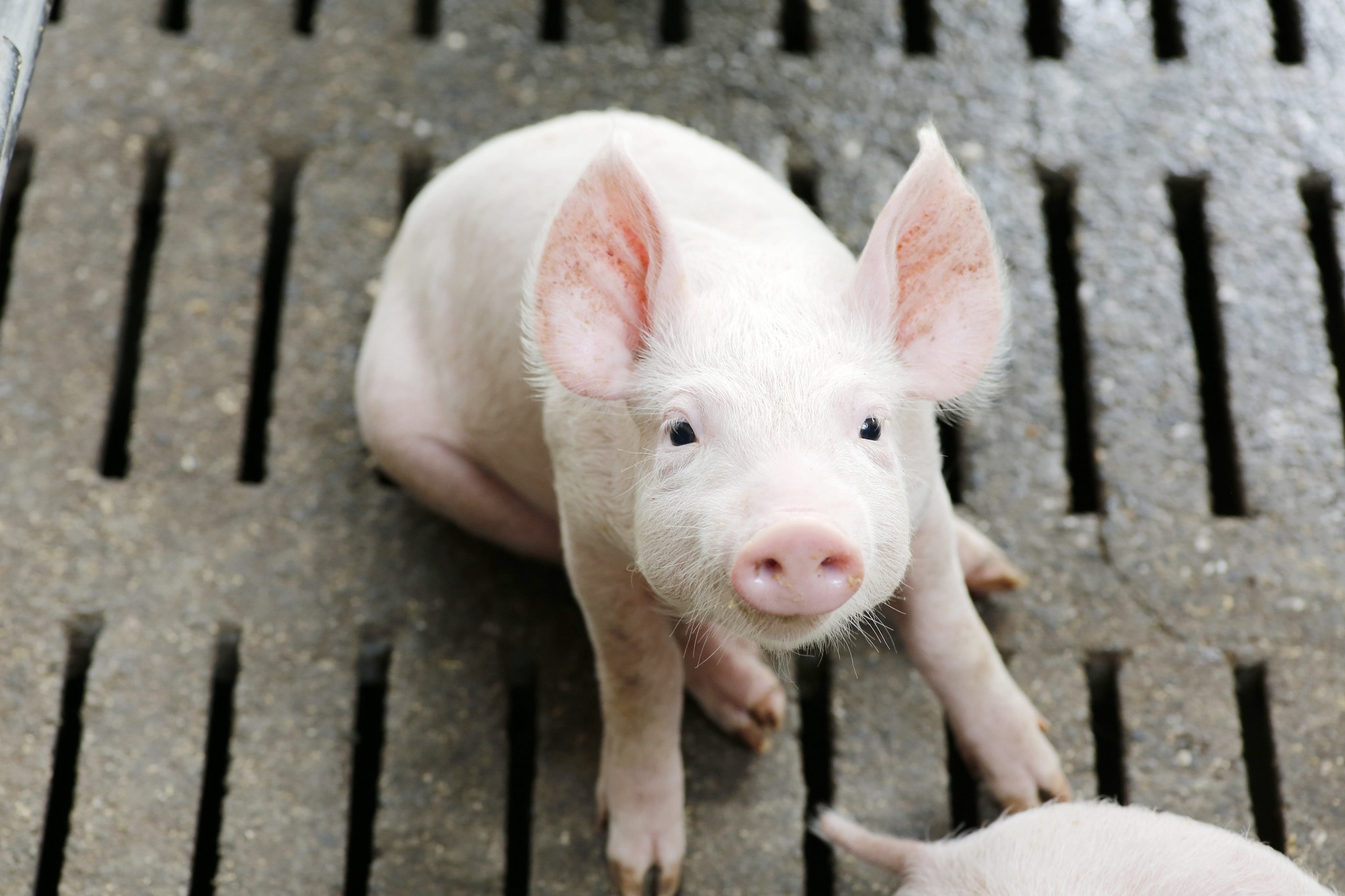 How functional compounds in U.S. Soy help pigs weather respiratory disease and heat stress