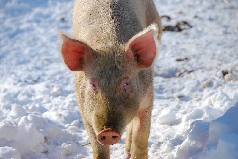 Thin holiday trade drags live cattle, hog futures - CME