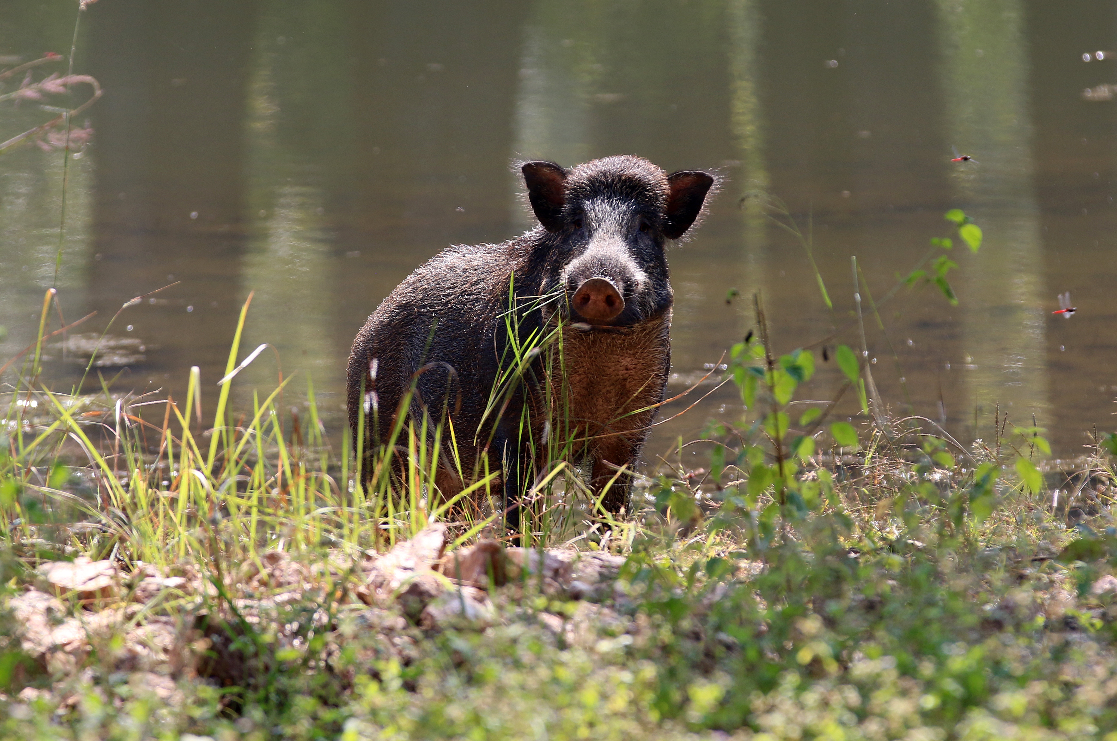 pig stands by a river in rural India