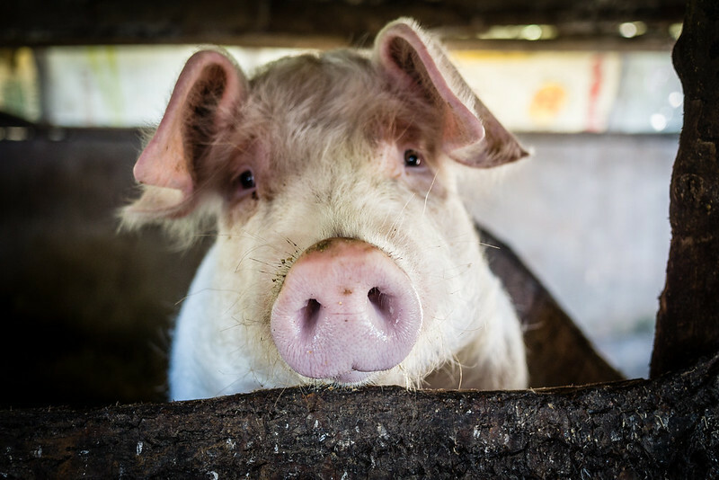 Hog market gains as China herd moves fuel export hopes - CME